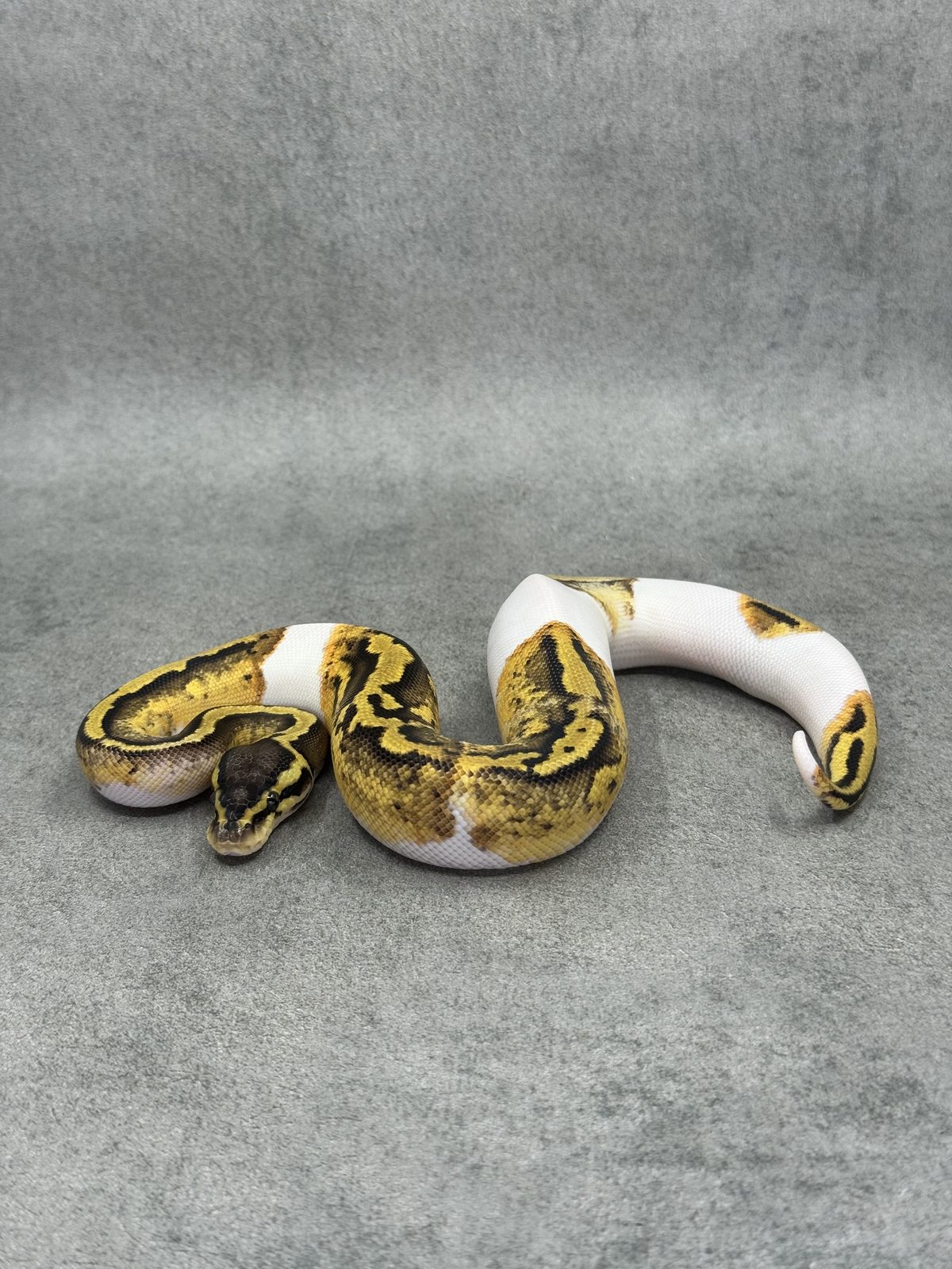Pastel Panther Piebald