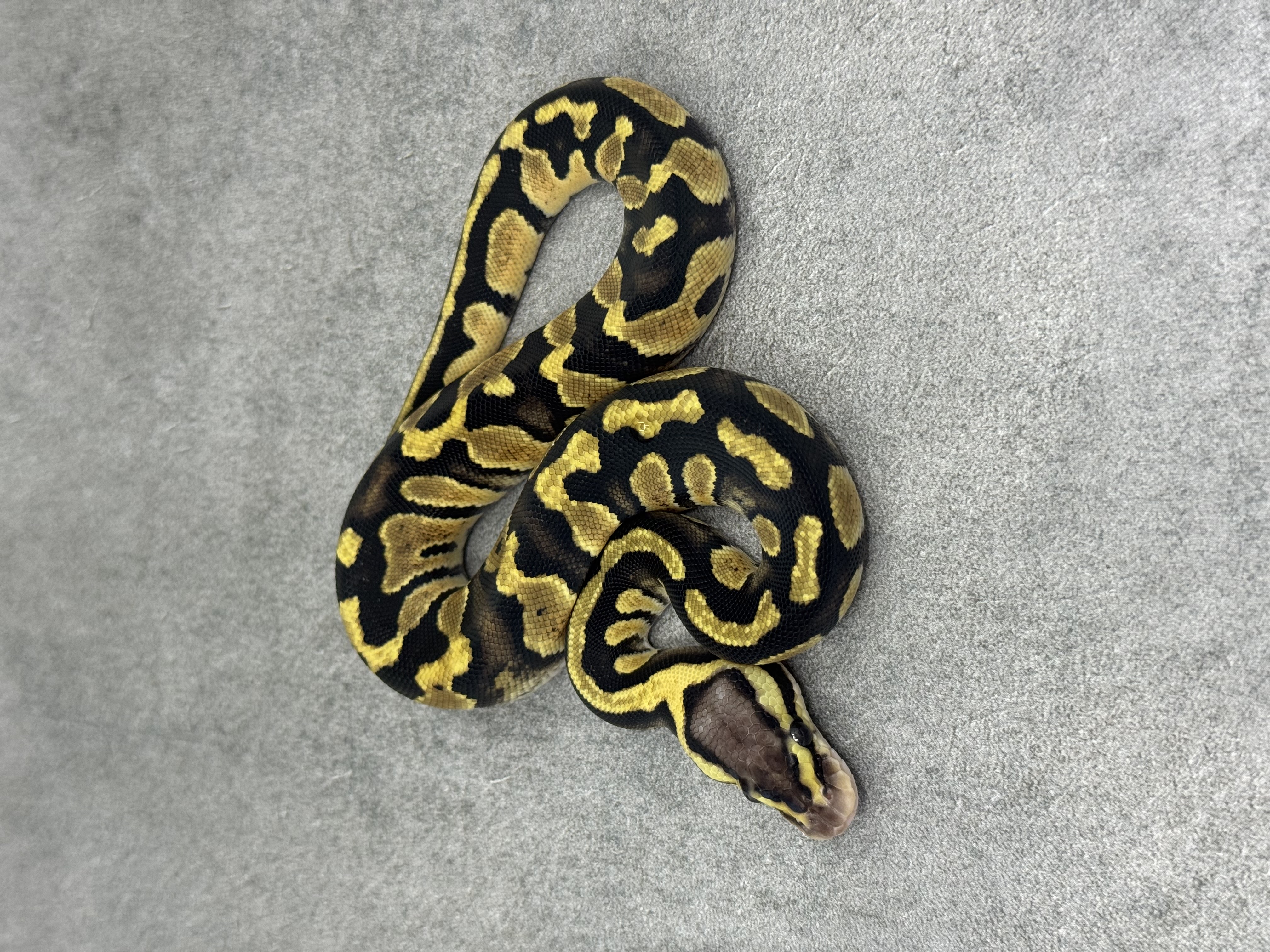 Chocolate Pastel Het Clown 2