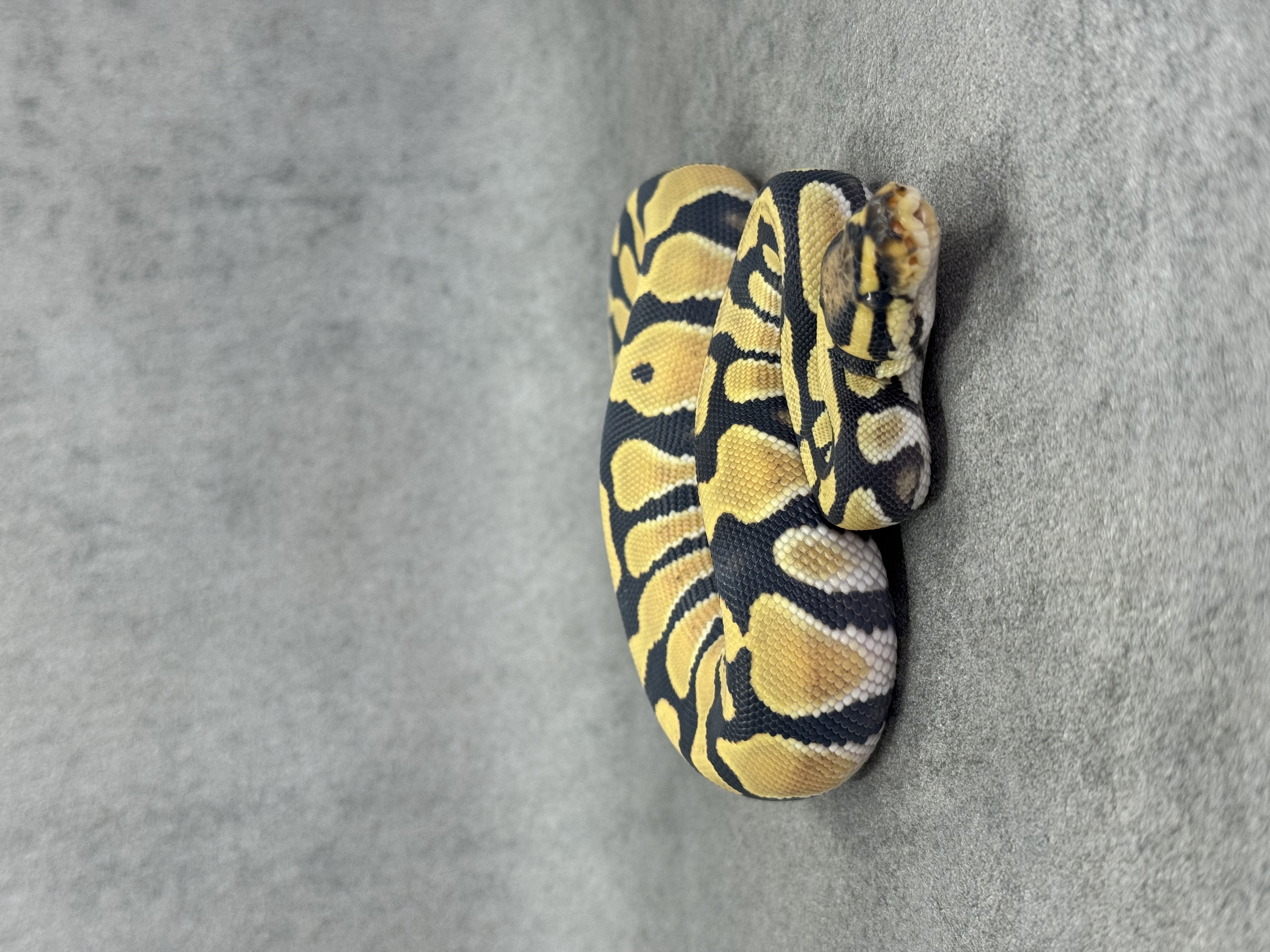 Orange Dream Desert Ghost 4
