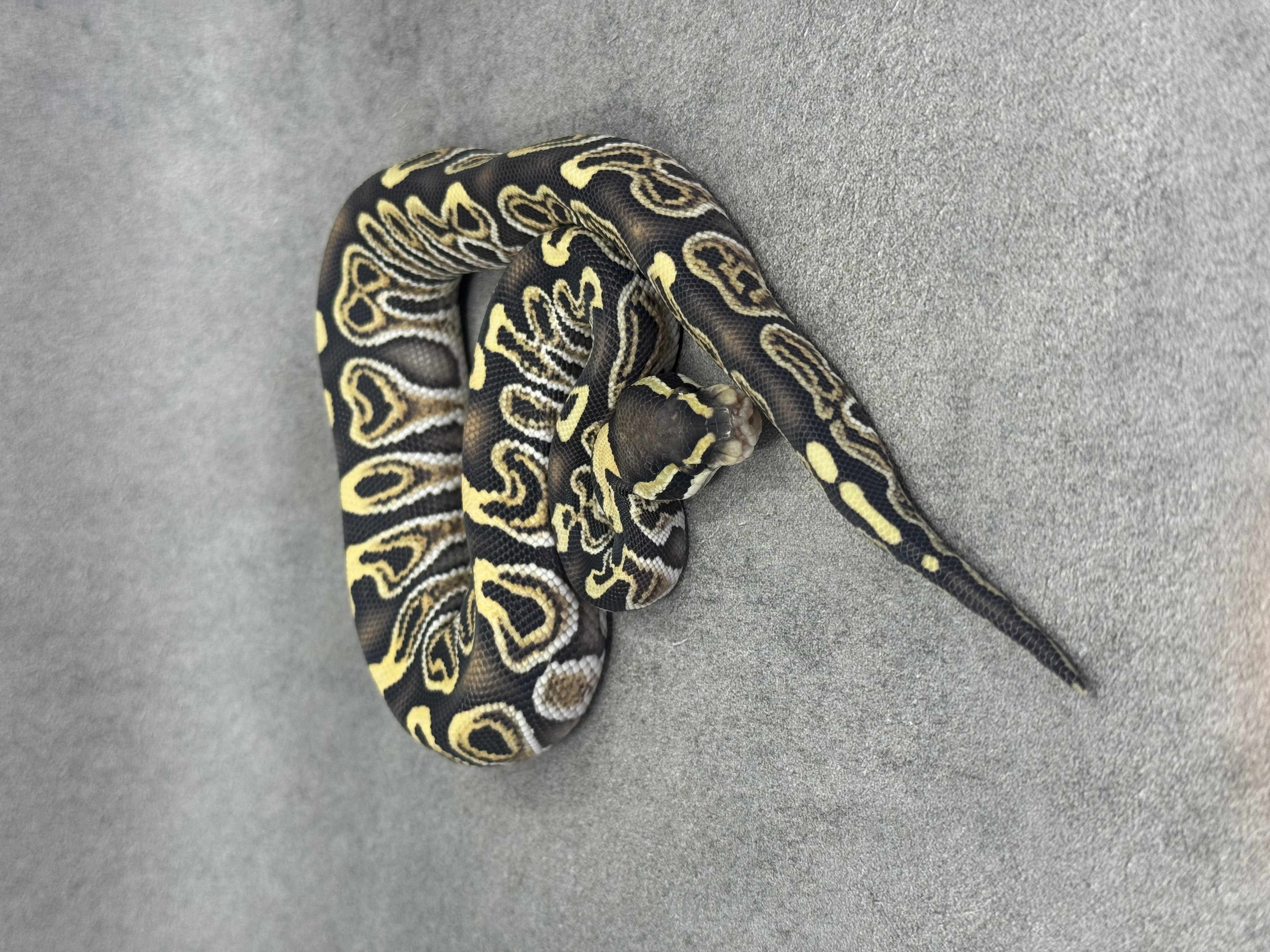 Ghi Special Desert Ghost 50% Het Piebald 2