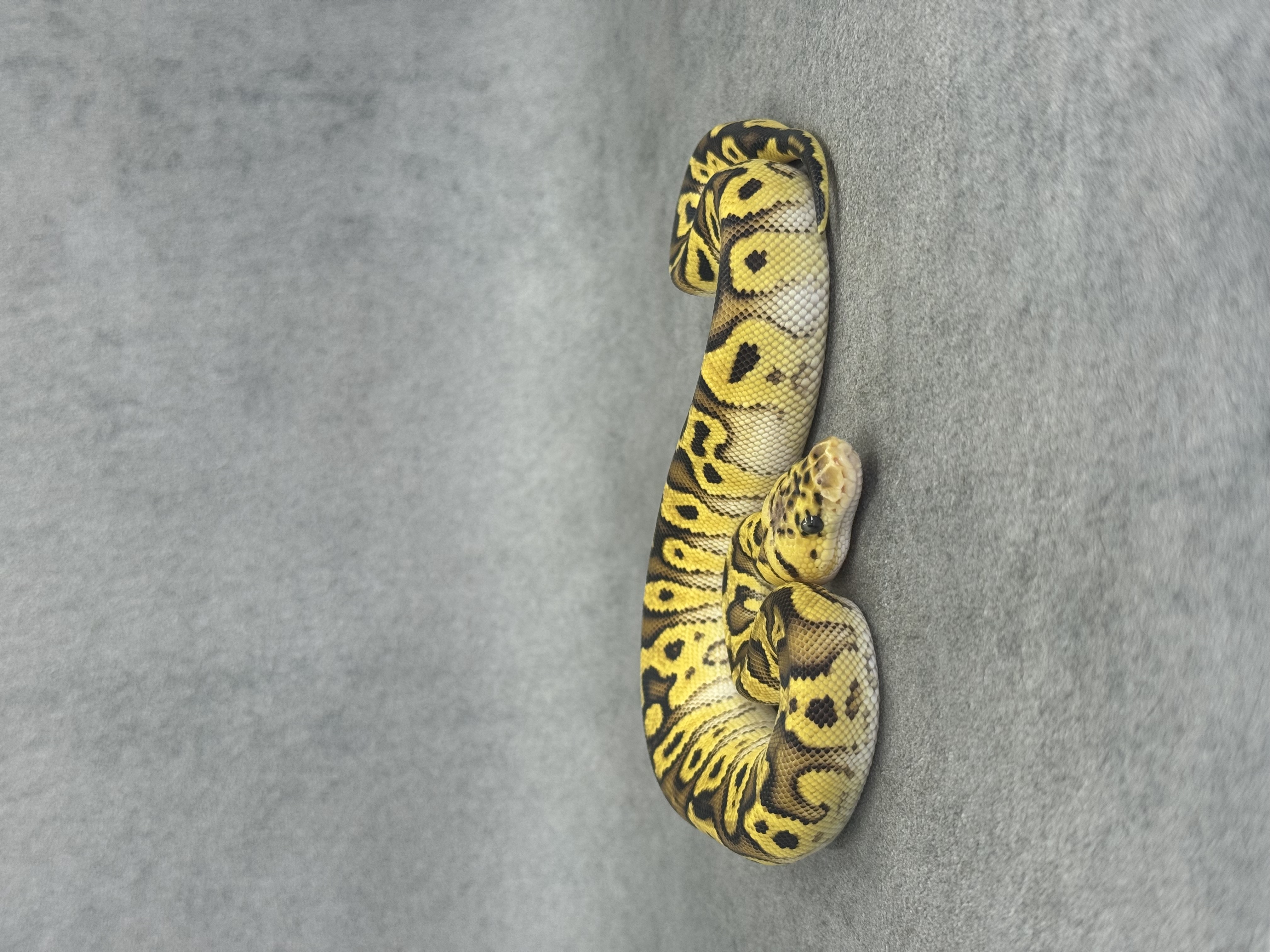 Bongo Pastel Spotnose Clown Poss Enchi Poss Fire 4