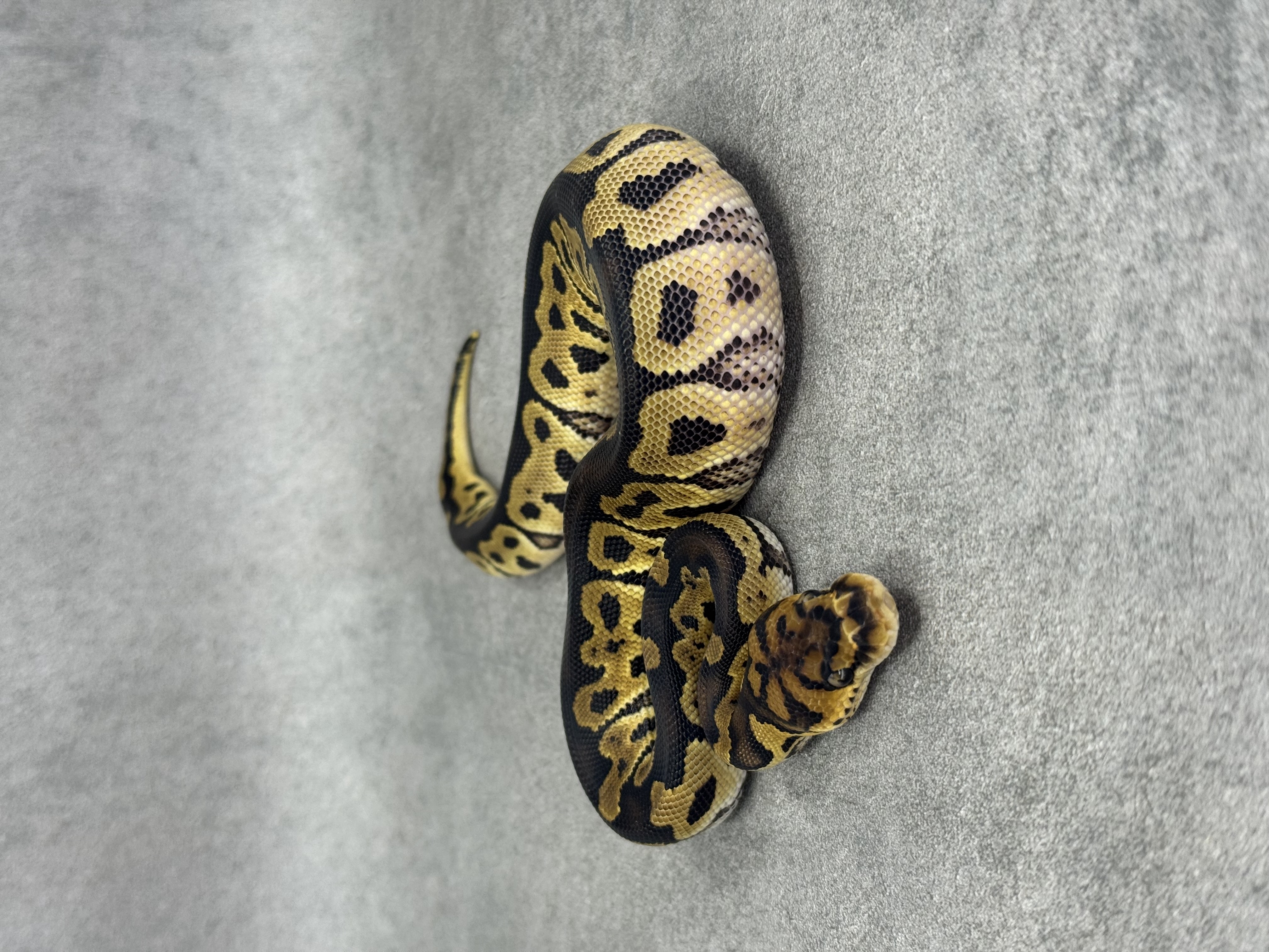 Clown Het Hypo 5