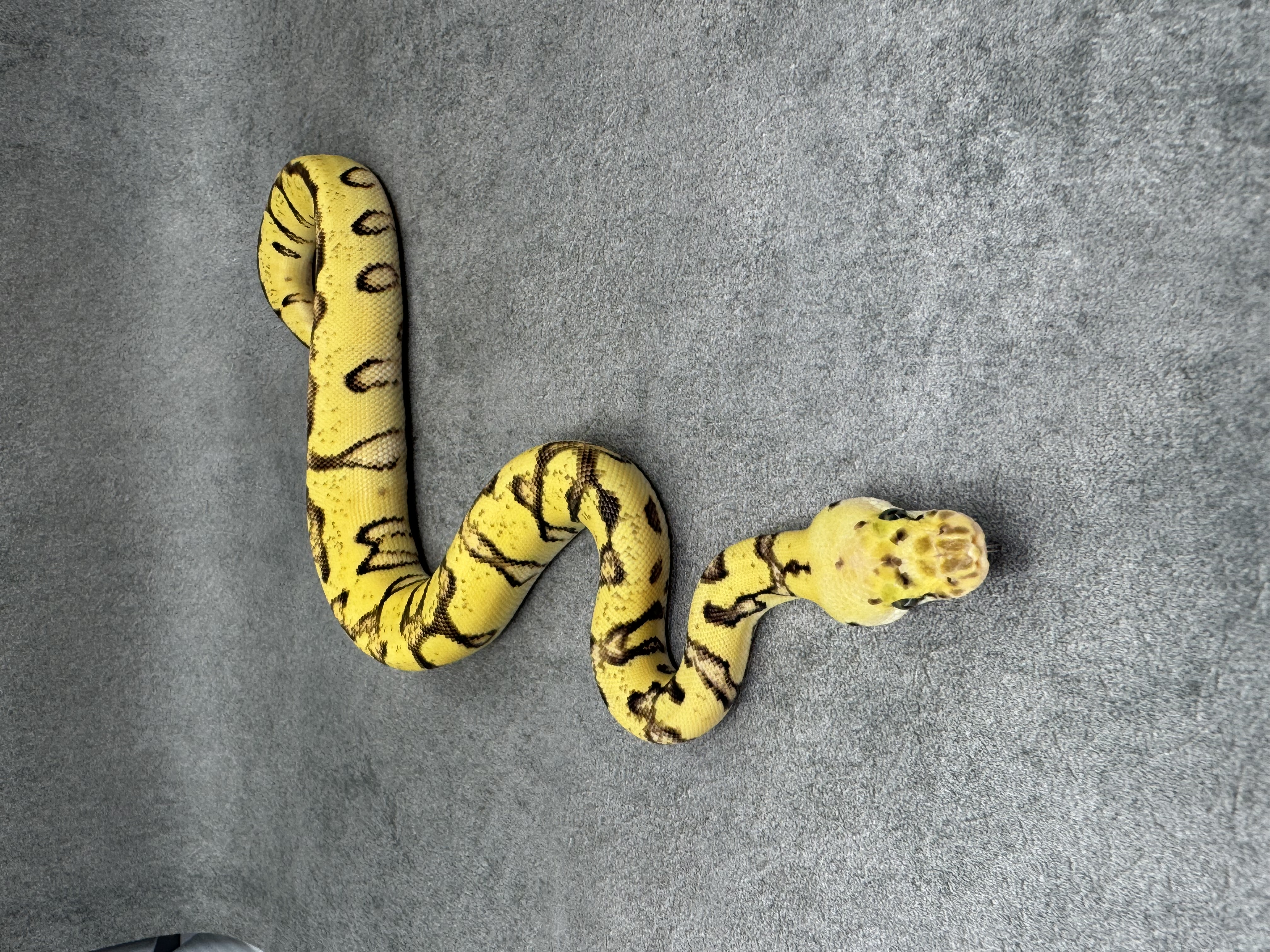 Cypress Pastel Fire Enchi Clown 4