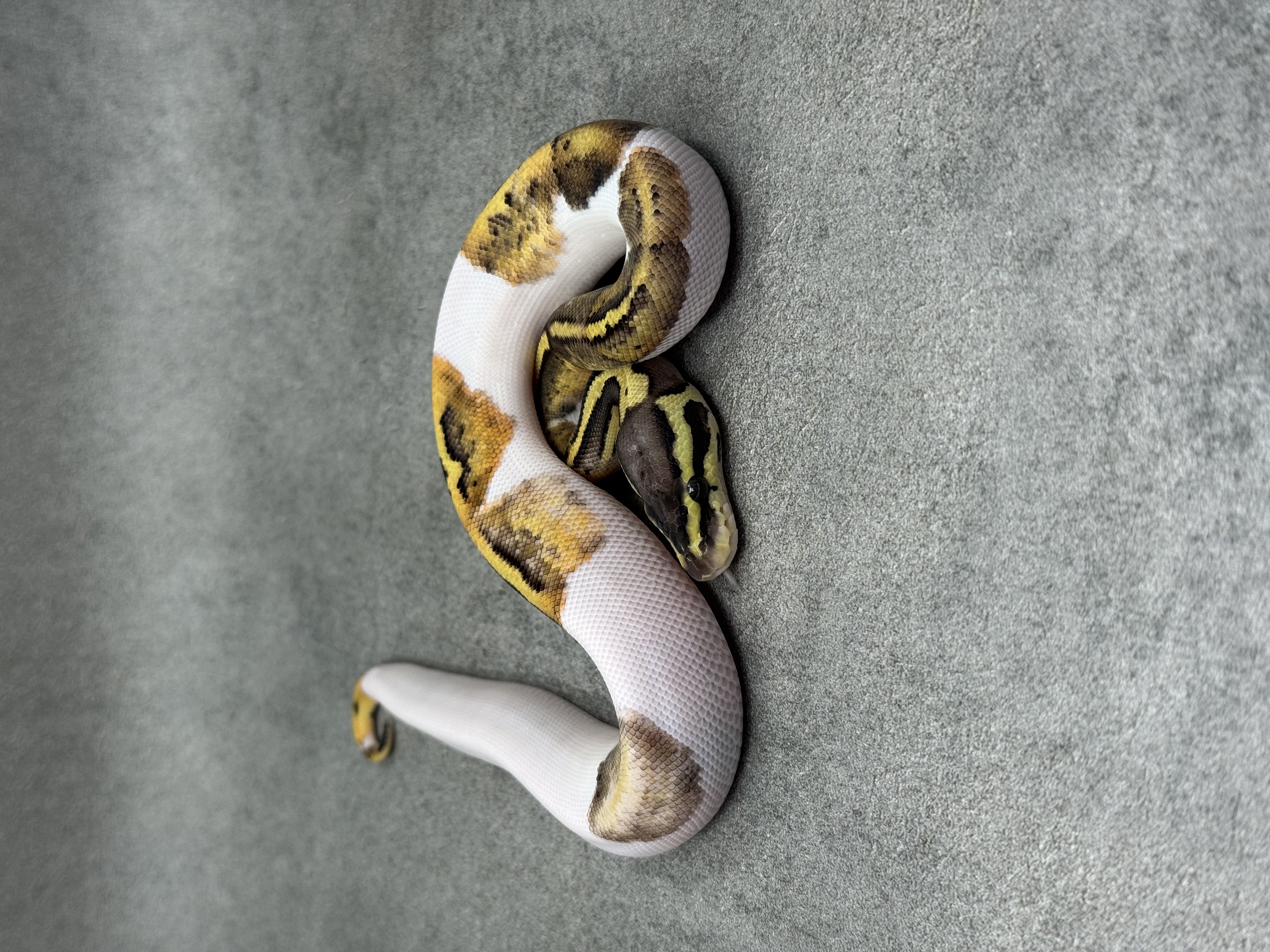 Pastel Panther Piebald 4