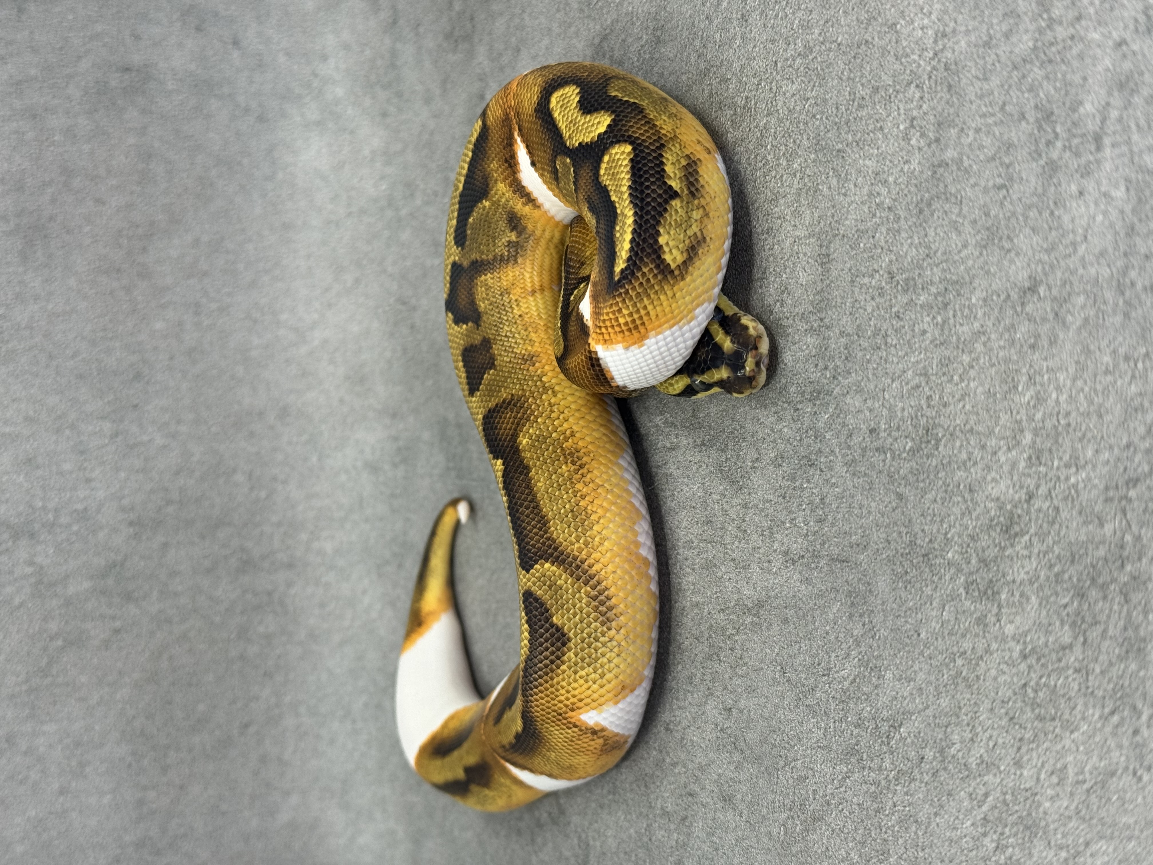 Ghi Enchi Piebald Het Hypo 4