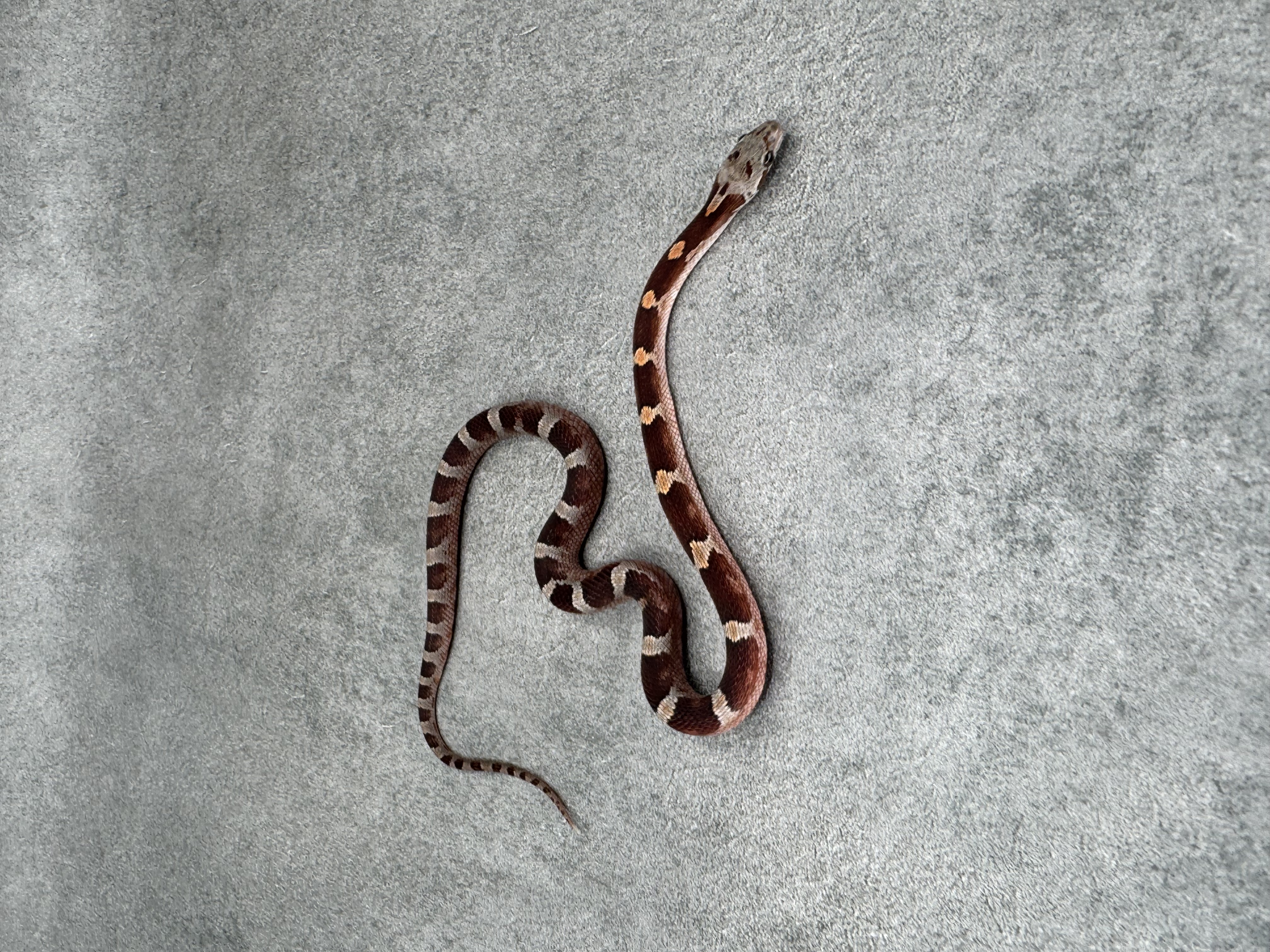 Bloodred Het Anery Hypo