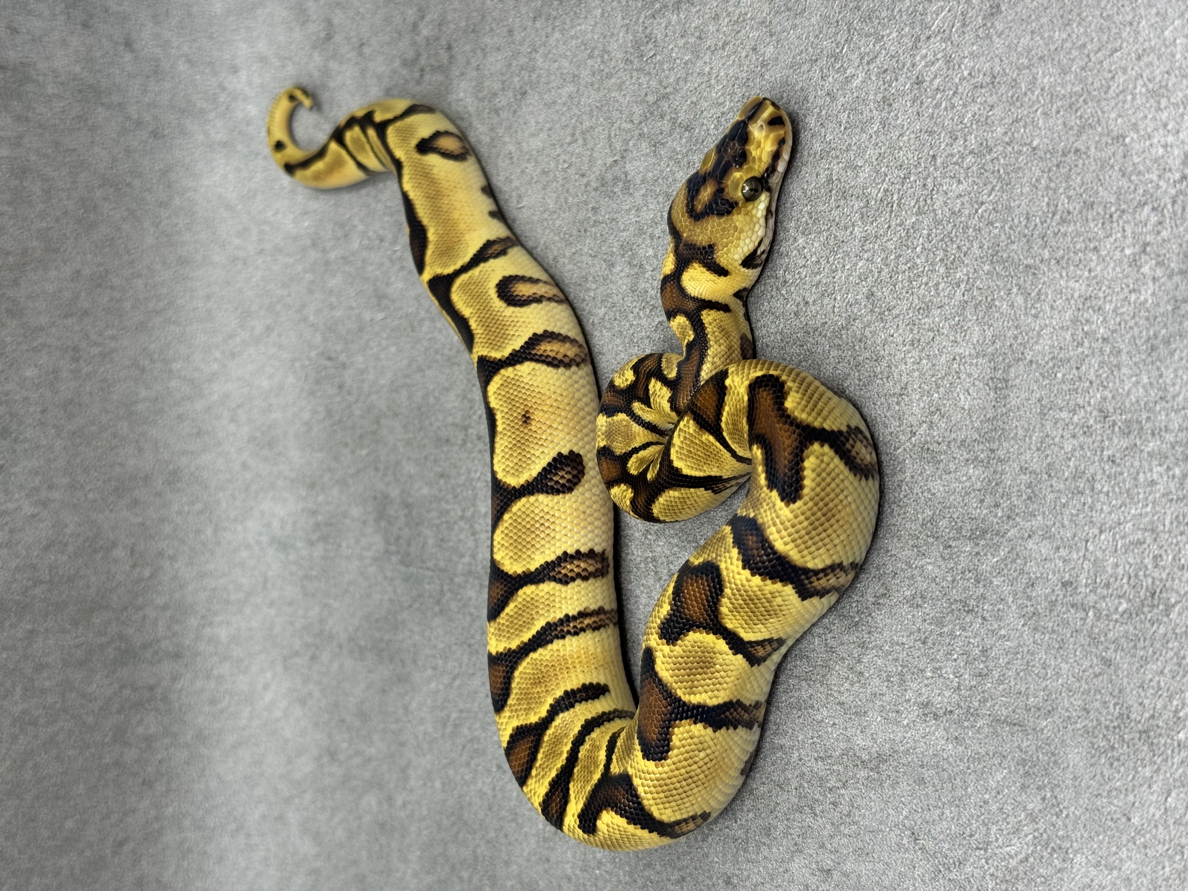 Spotnose Enchi Clown 5