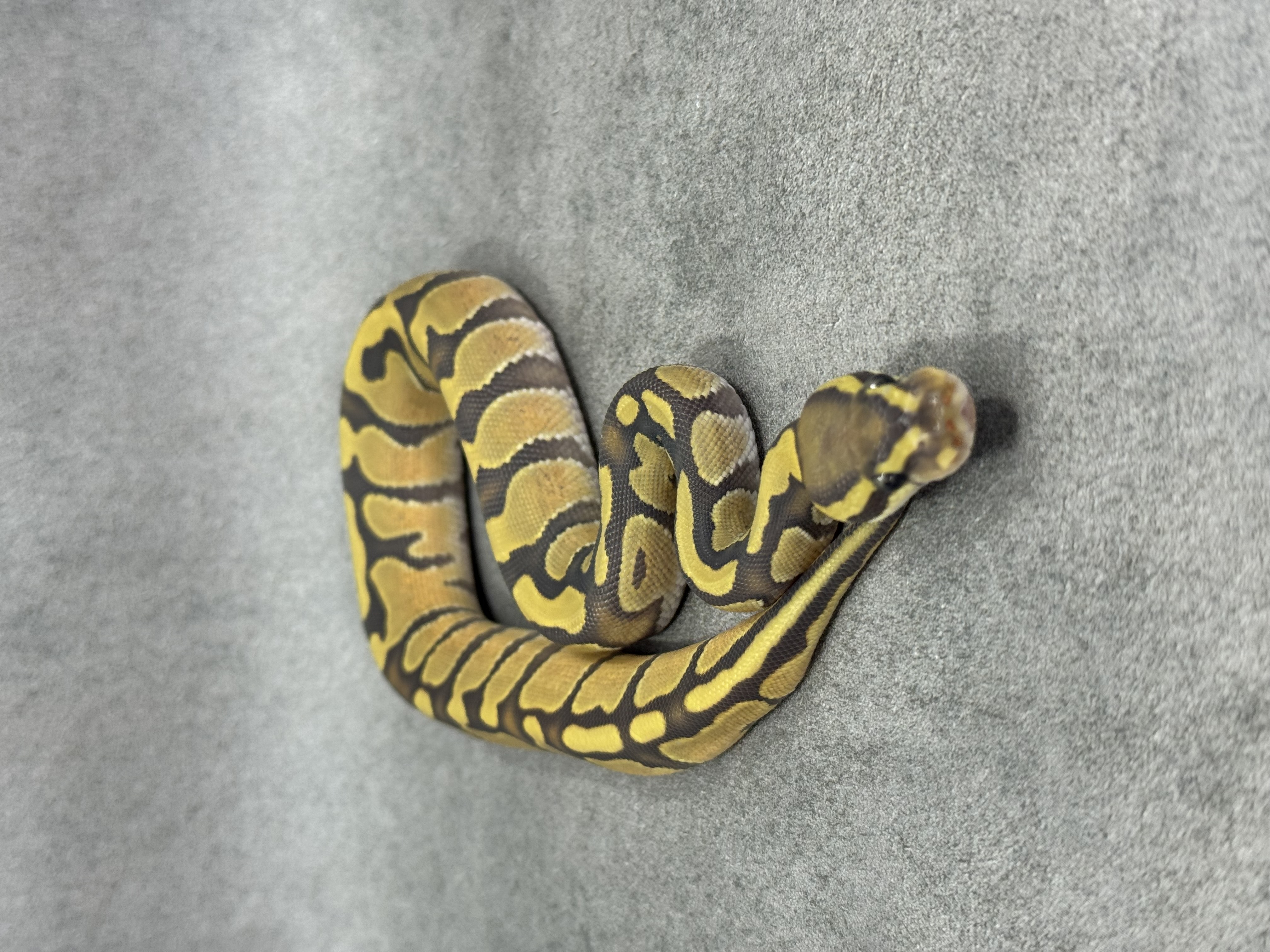 Enchi Hypo Het Piebald 2
