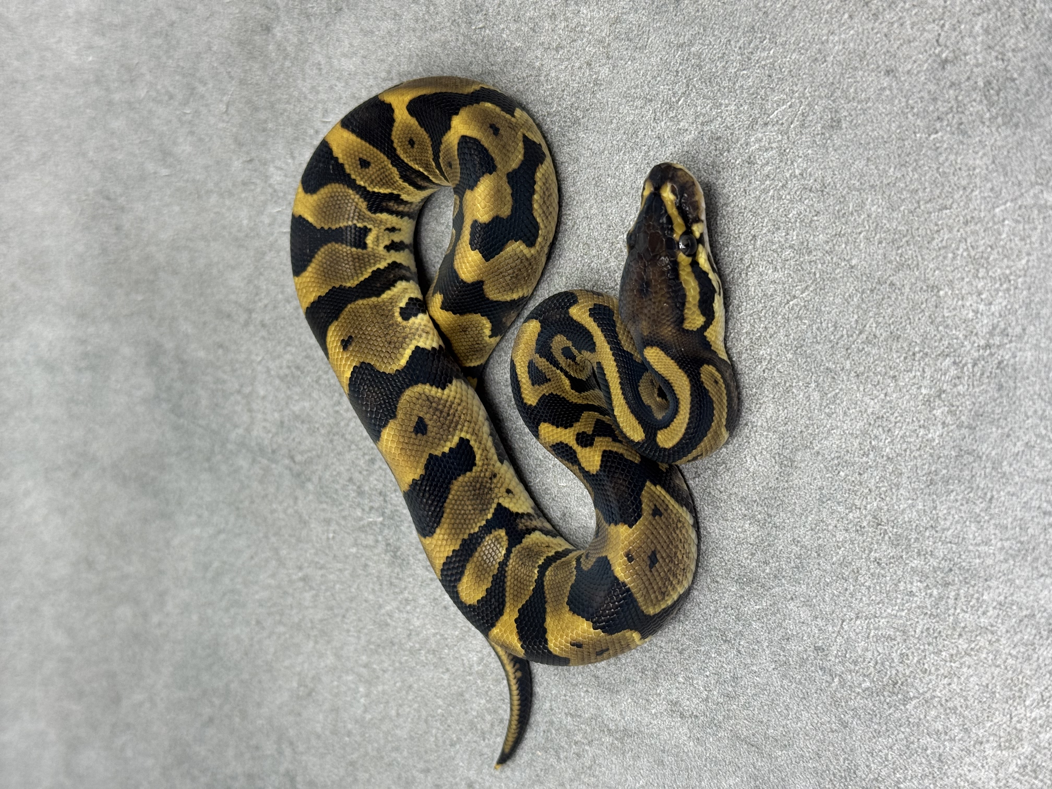 Panther Leopard Het Piebald 3
