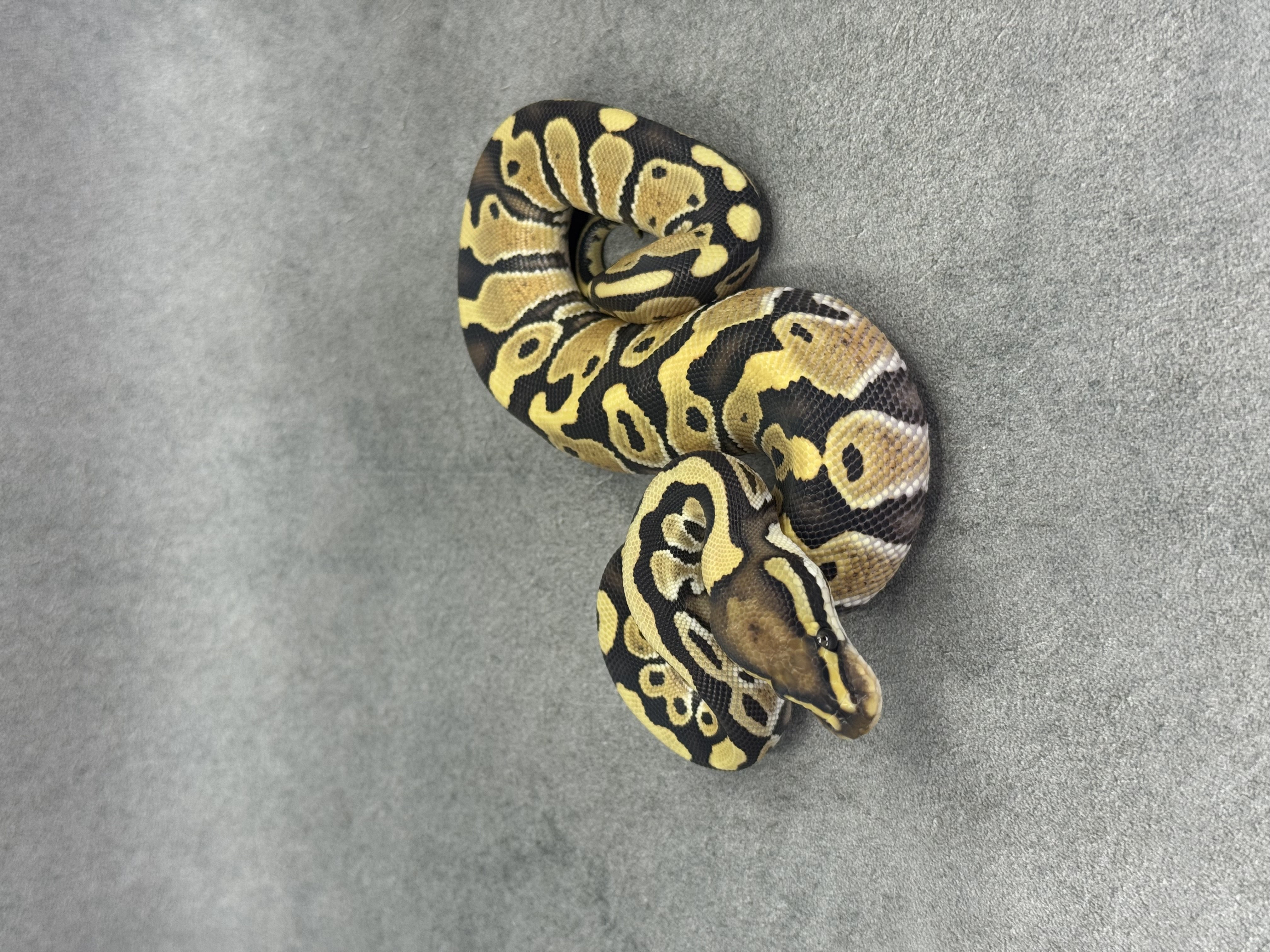 Special Desert Ghost 50% Het Piebald 5