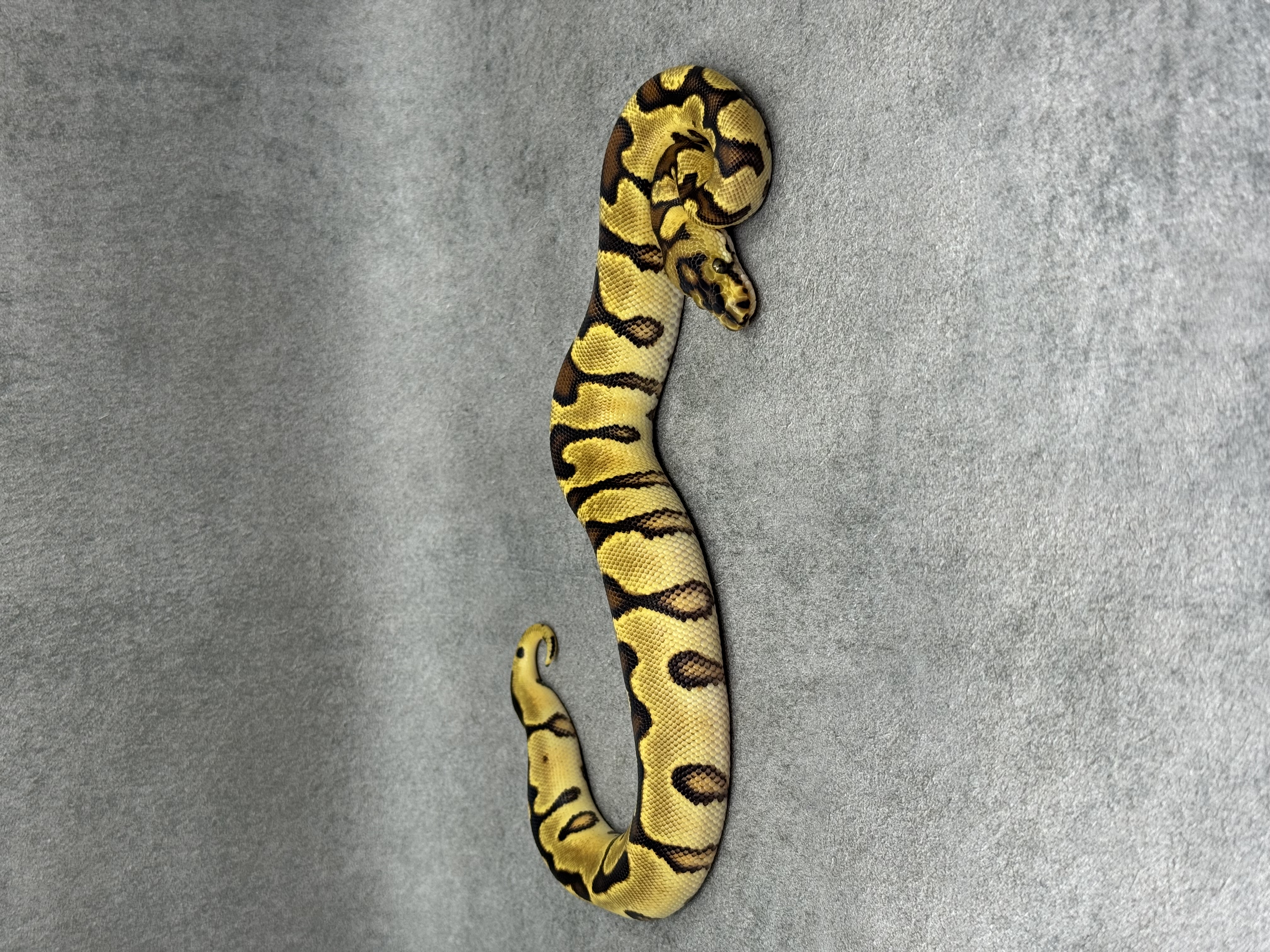 Spotnose Enchi Clown