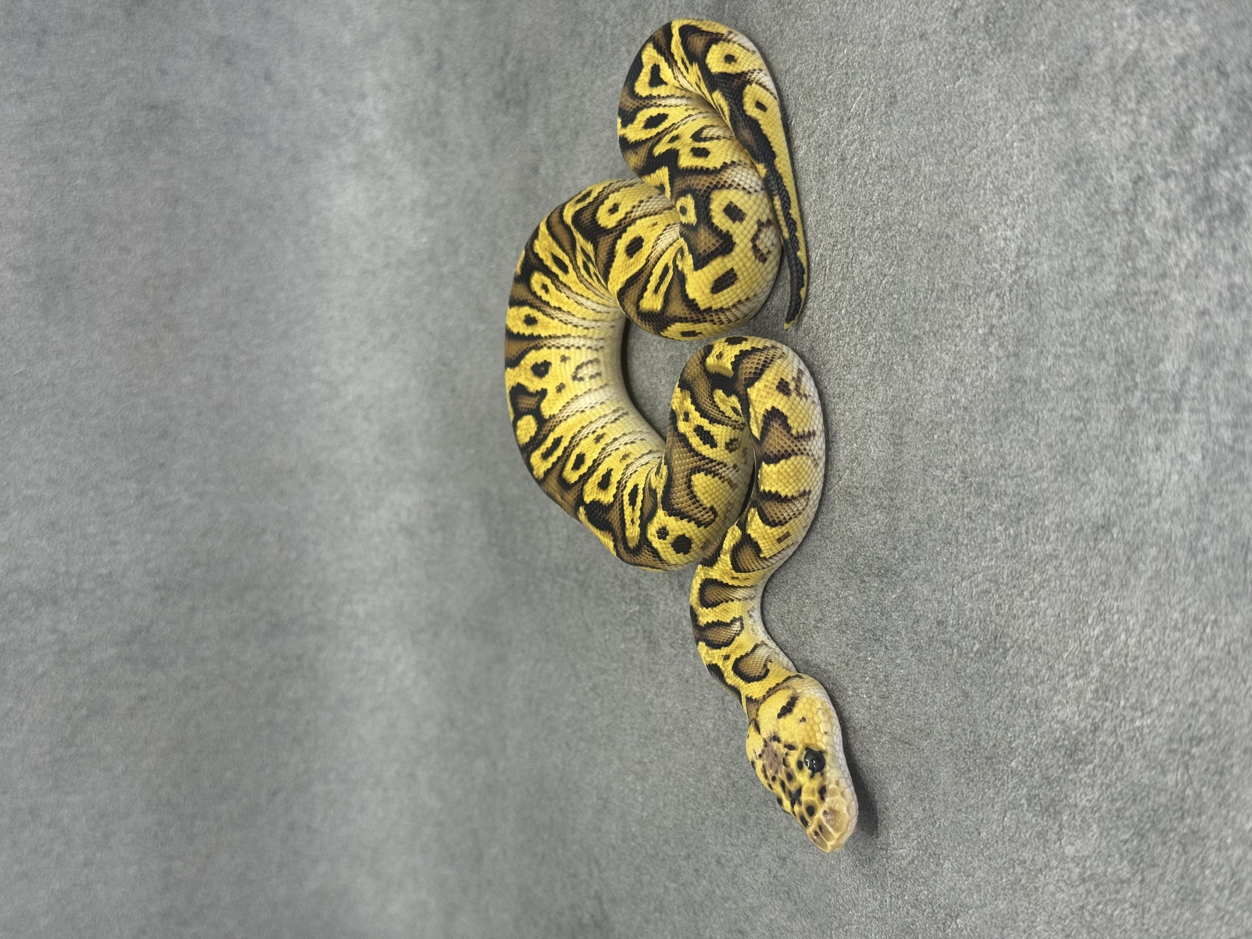 Bongo Pastel Spotnose Clown Poss Enchi Poss Fire