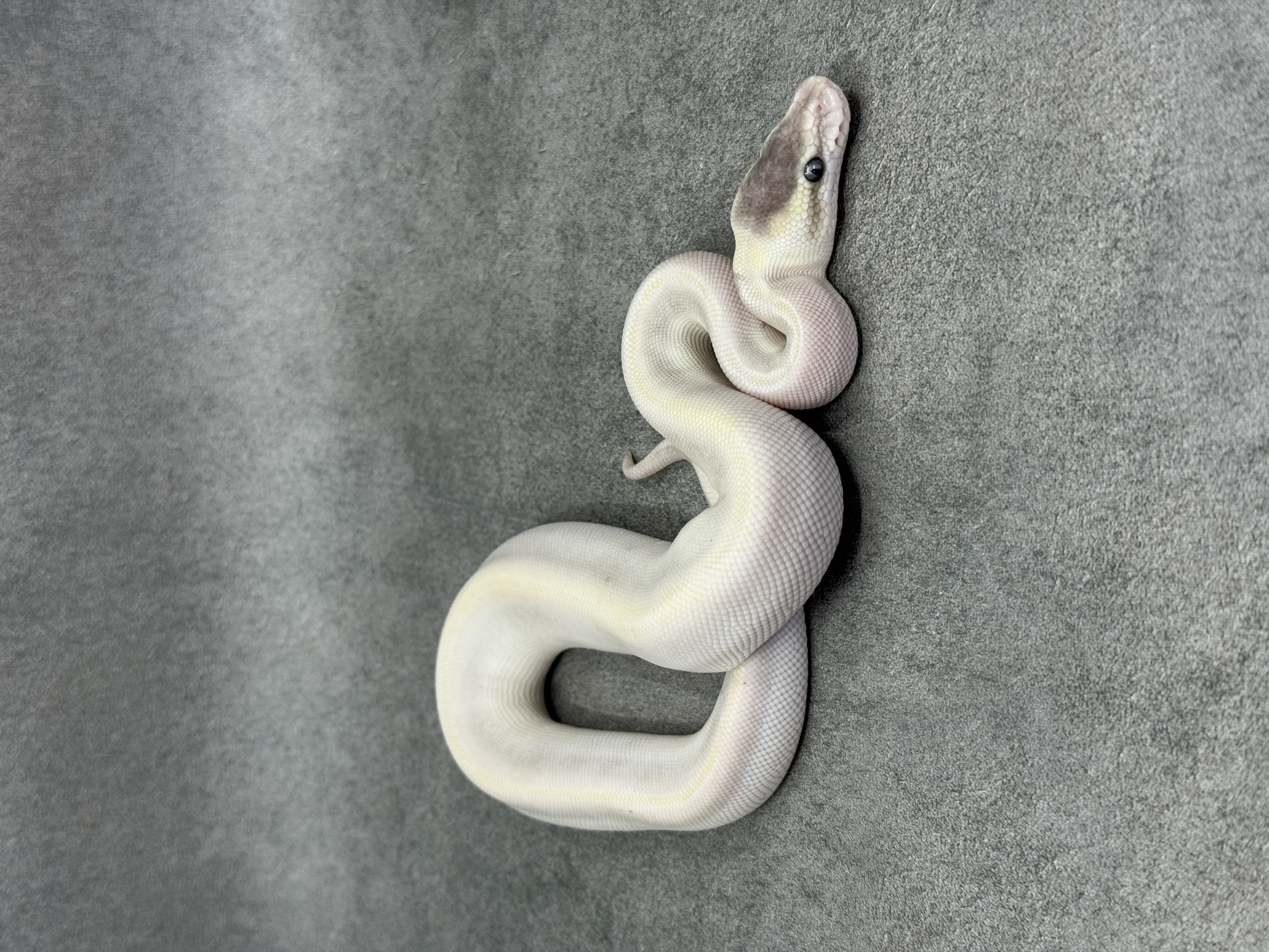 Special Mojave Ghi Het Desert Ghost 6