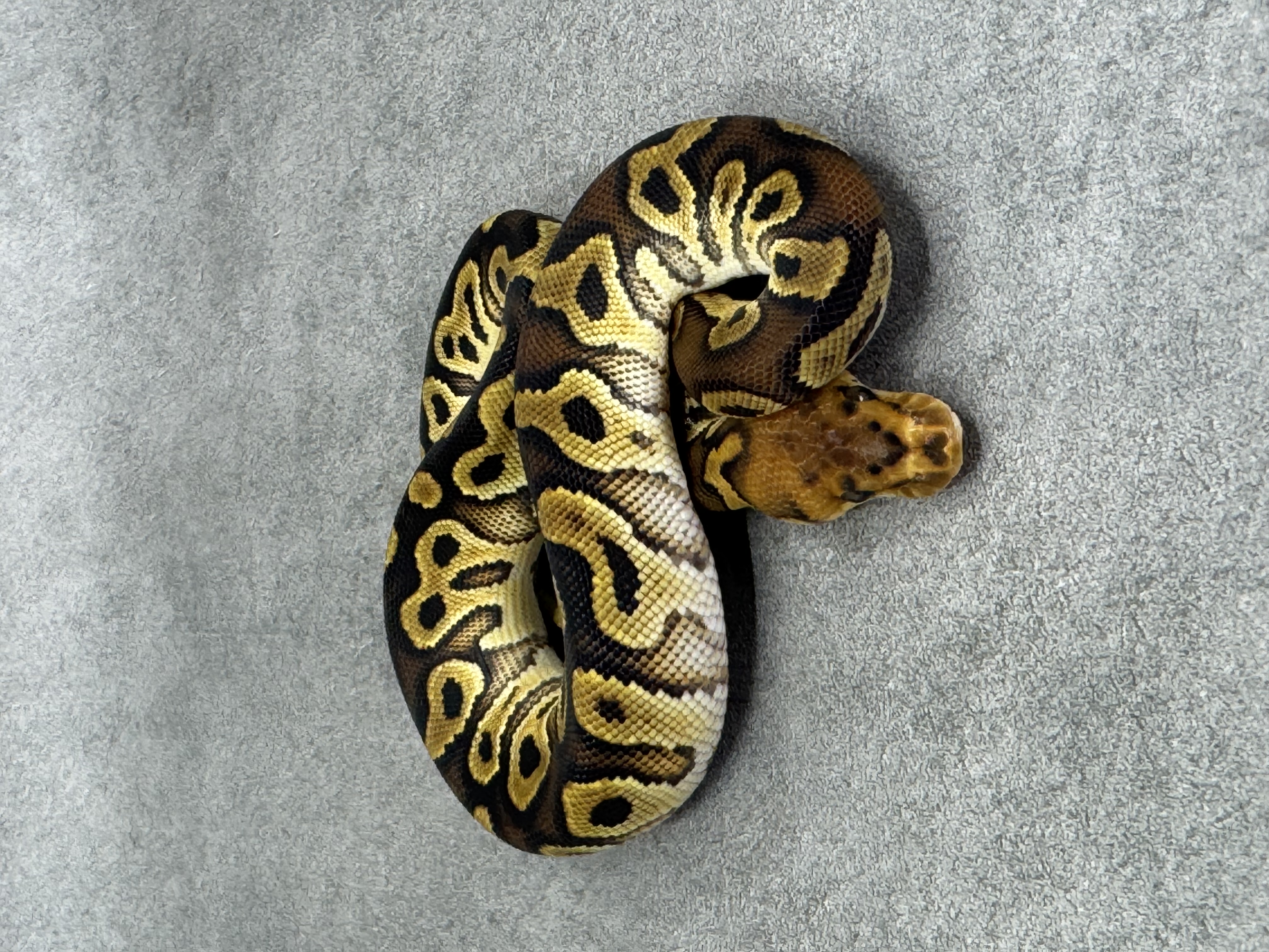 Bongo Cypress Clown Poss Enchi 4