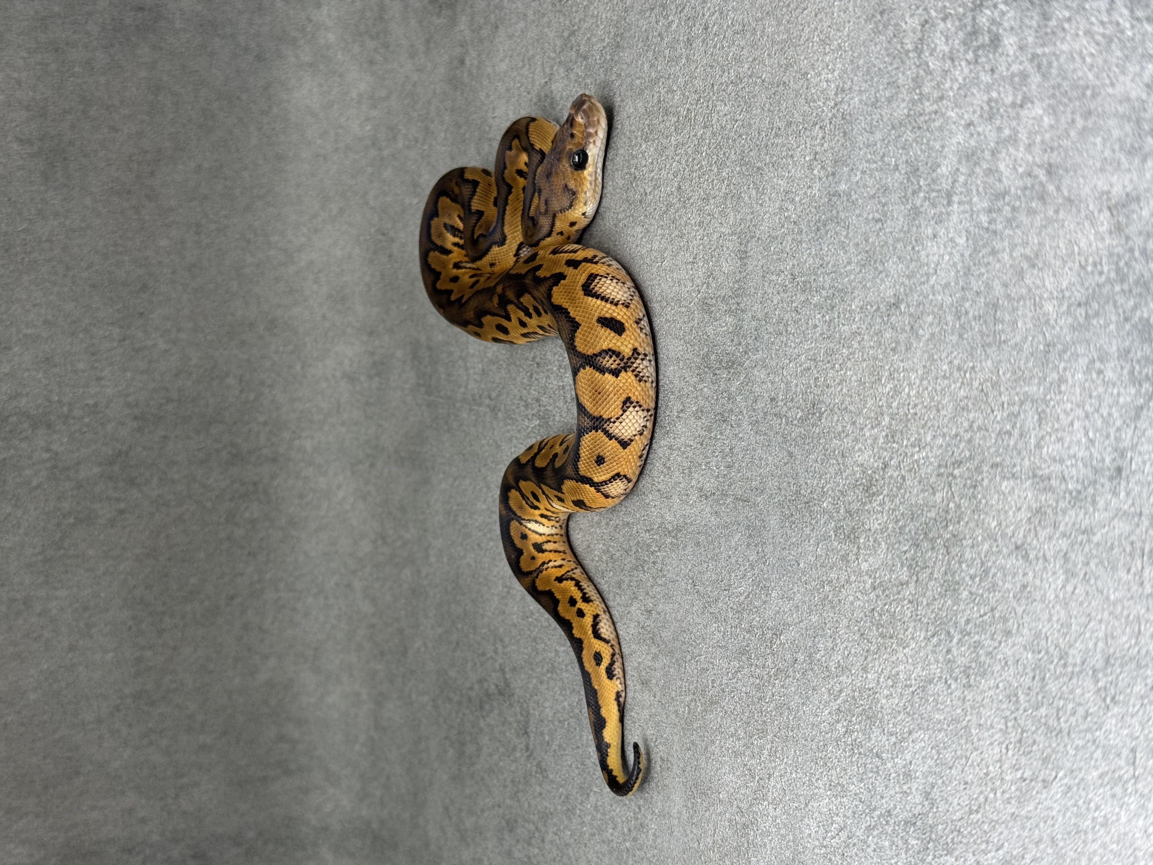 Black Pastel Redstripe Clown 3
