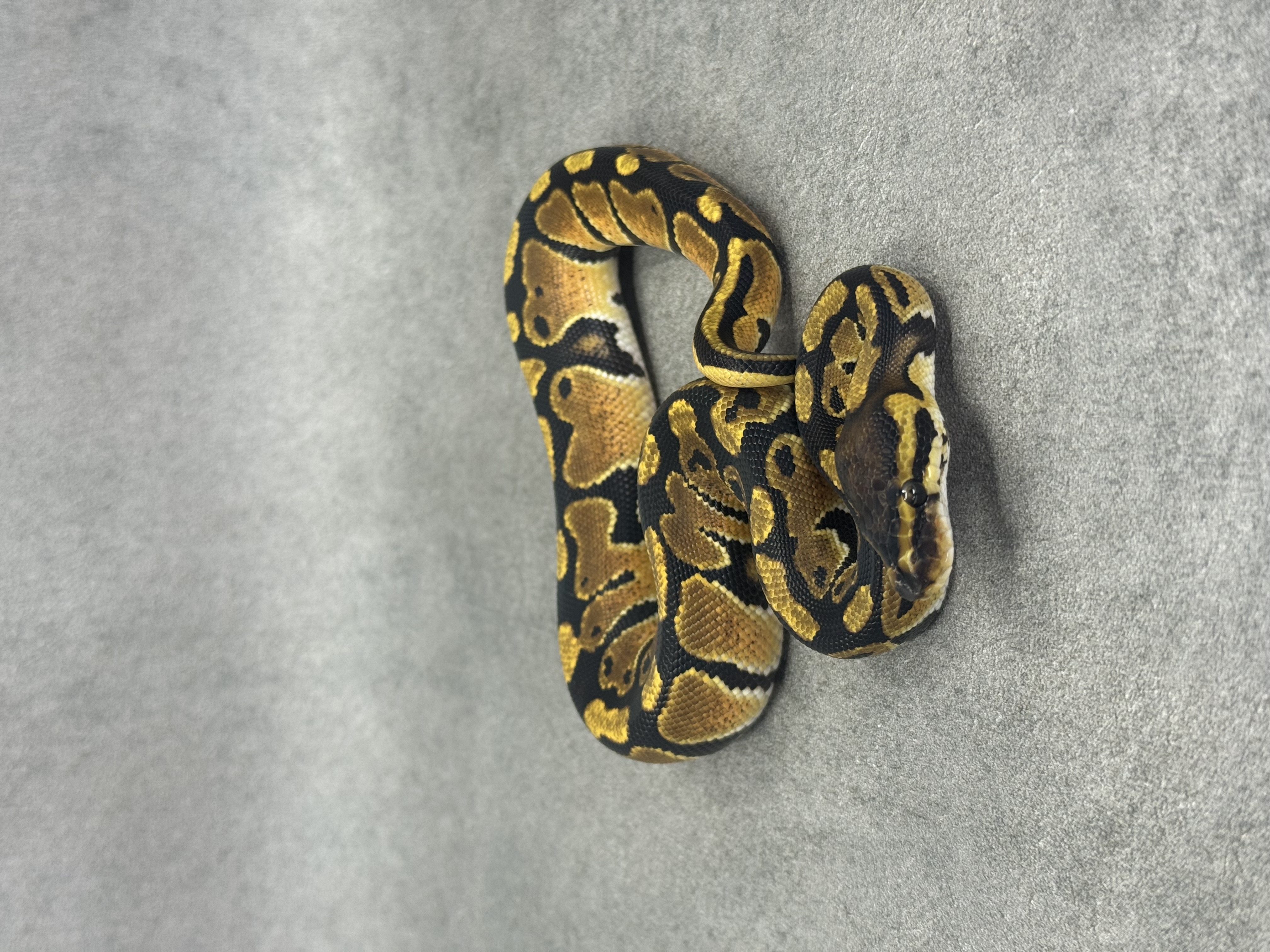 Orange Dream Het Clown Het Desert Ghost 4