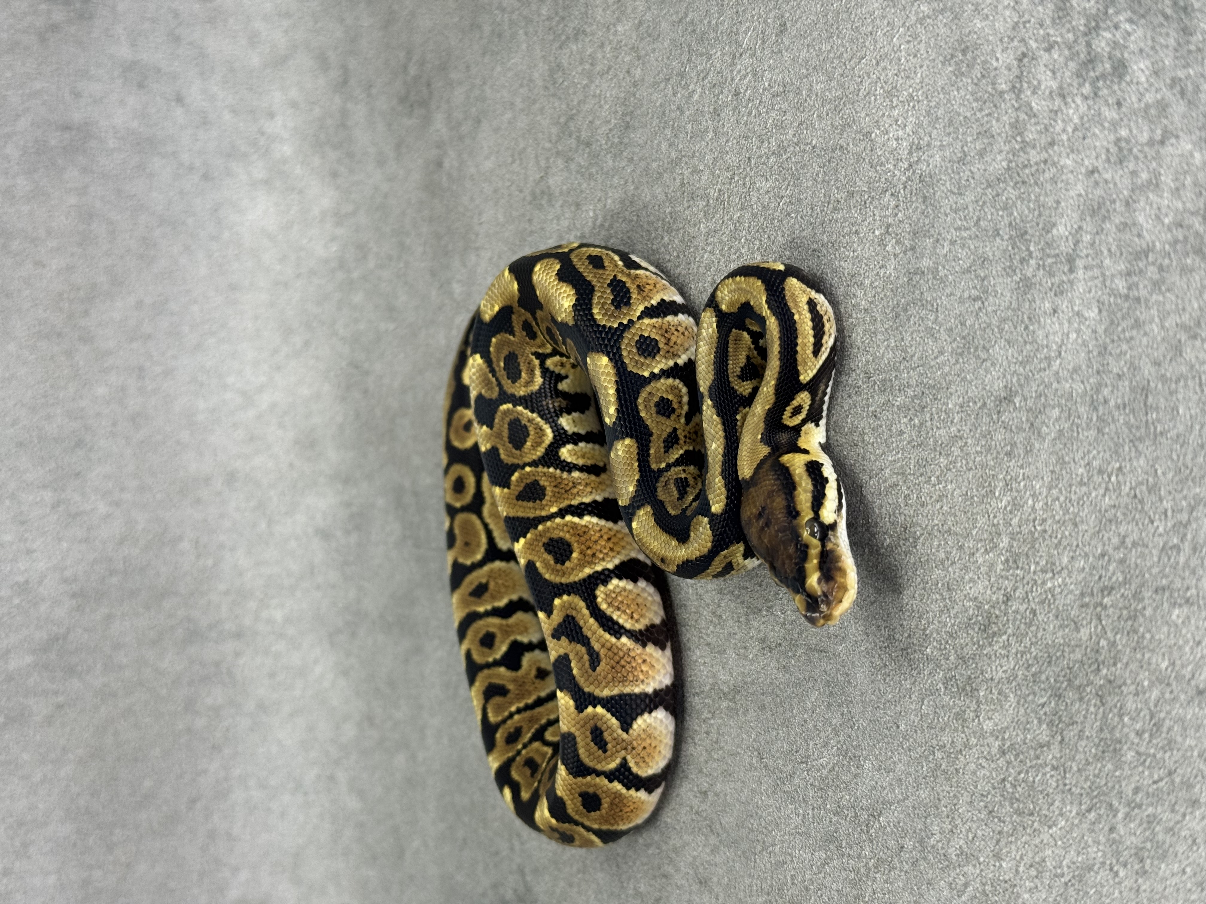 Spotnose Het Clown Het Desert Ghost 3