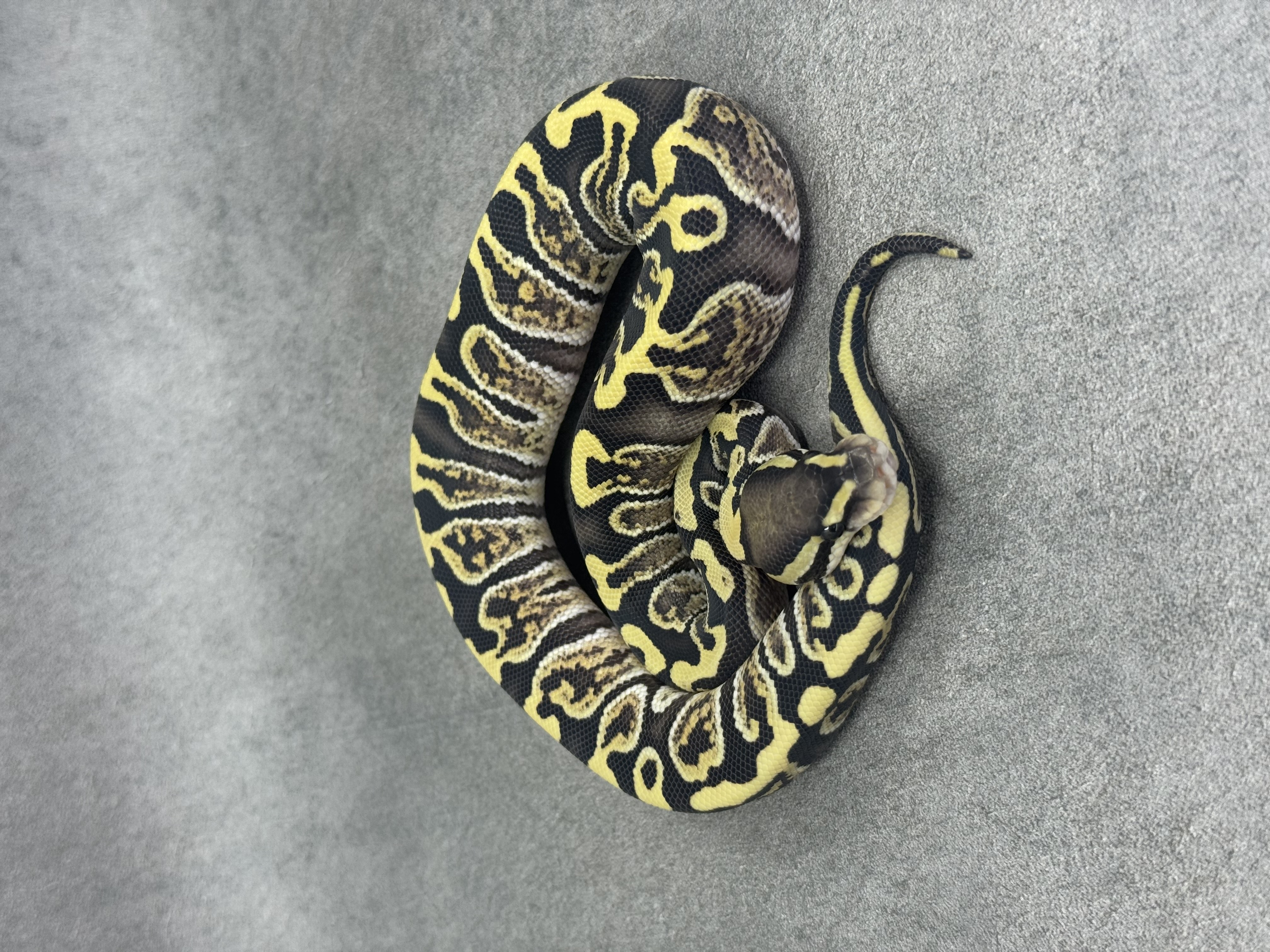 Ghi Desert Ghost 4