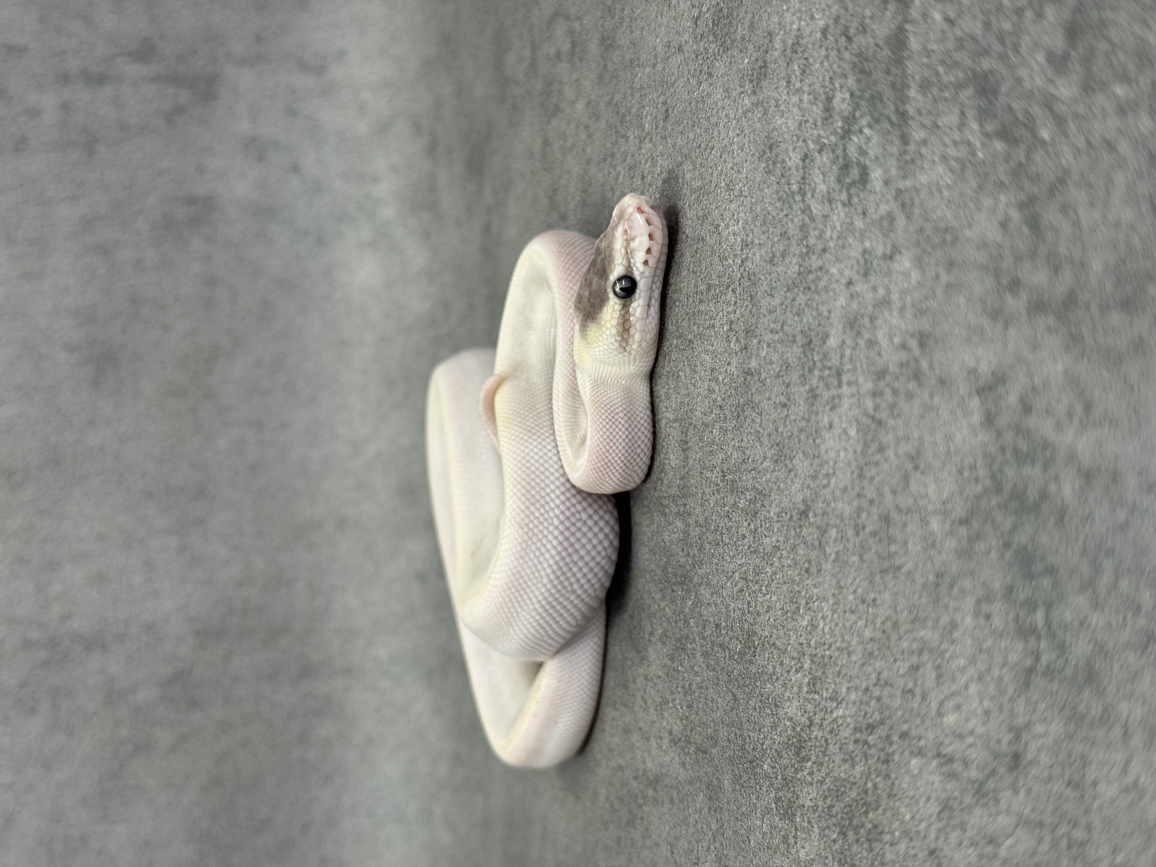 Special Mojave Ghi Het Desert Ghost