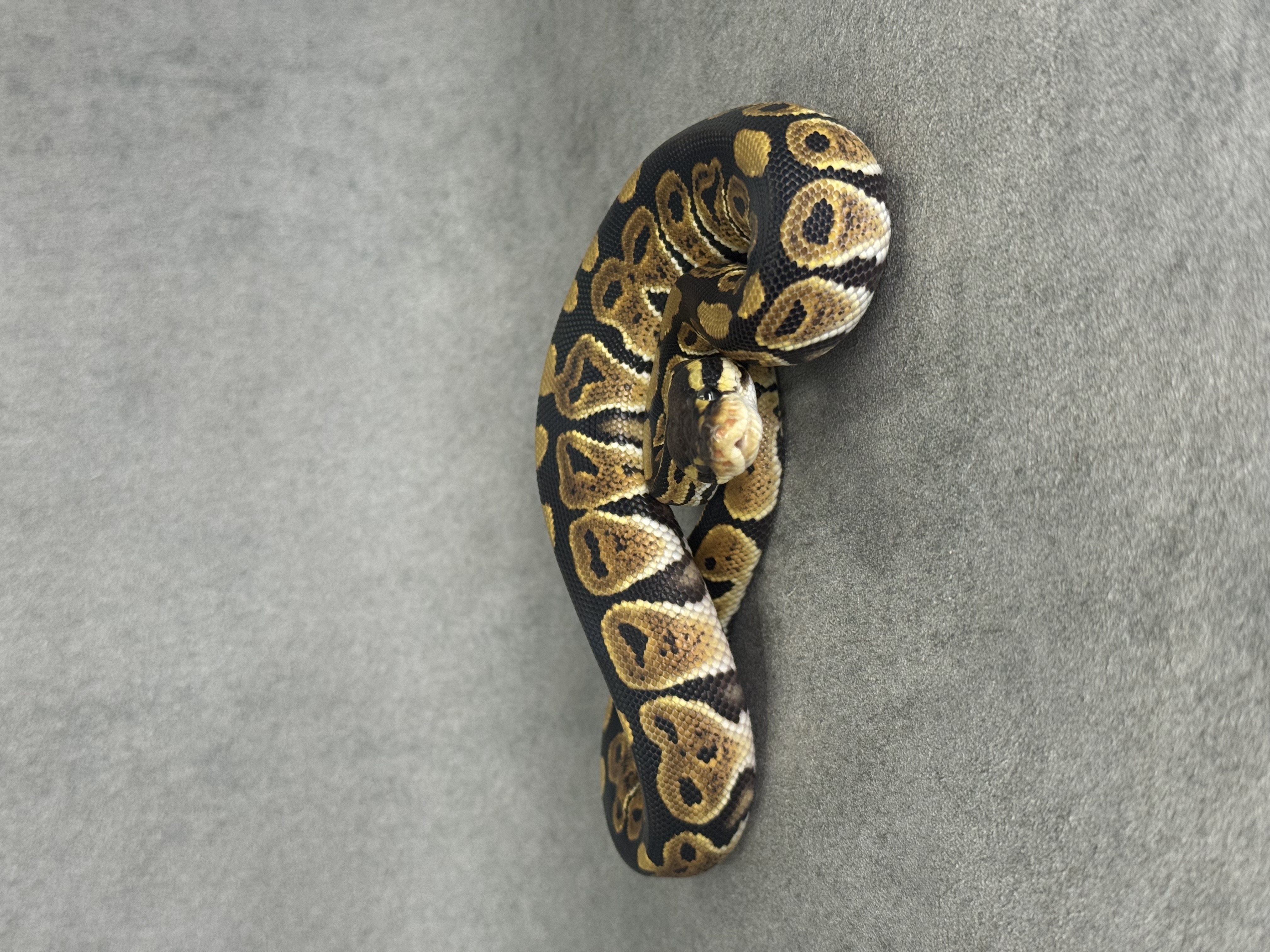 Black Pastel Het Desert Ghost
