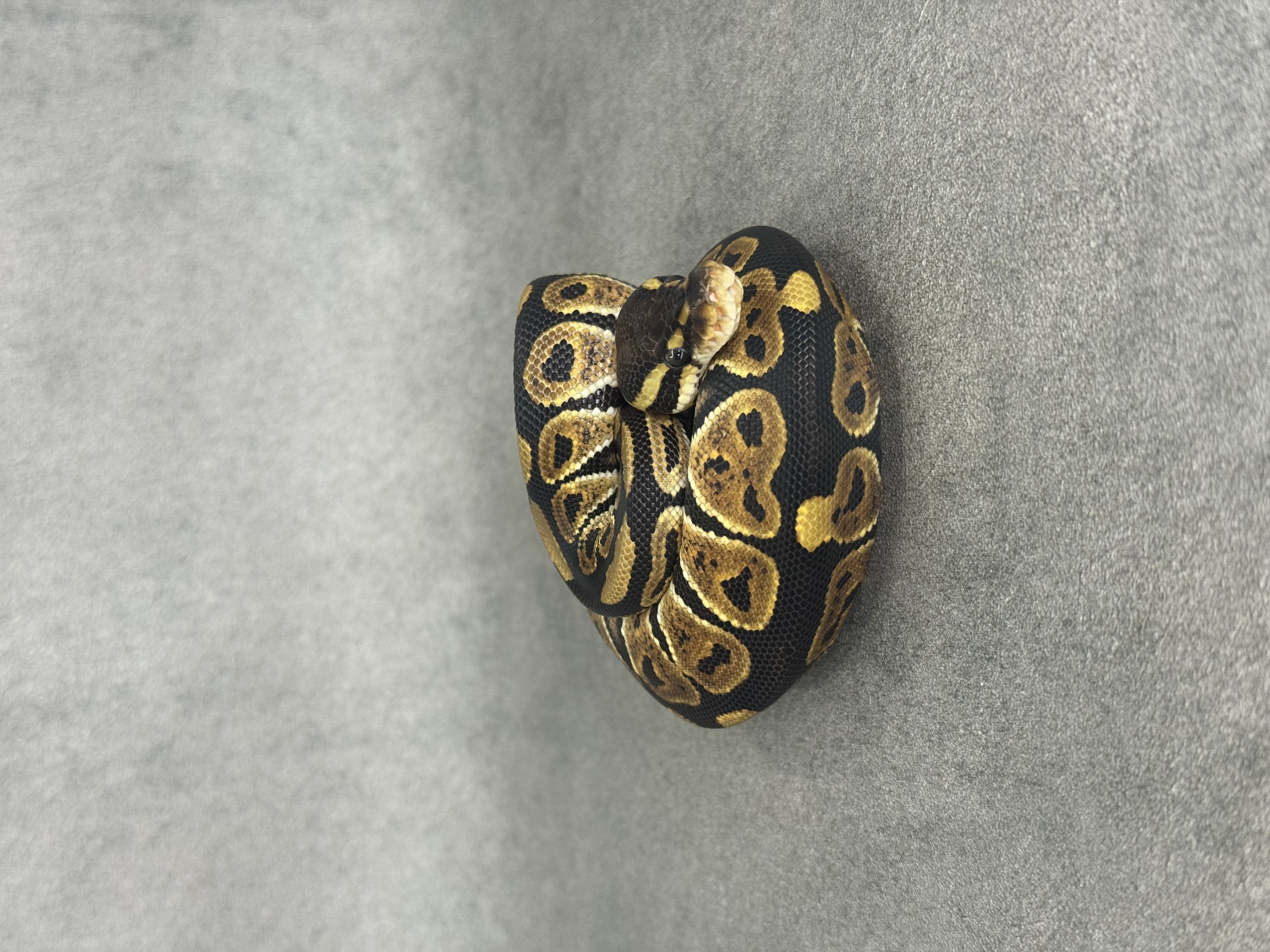 Black Pastel Het Desert Ghost 3