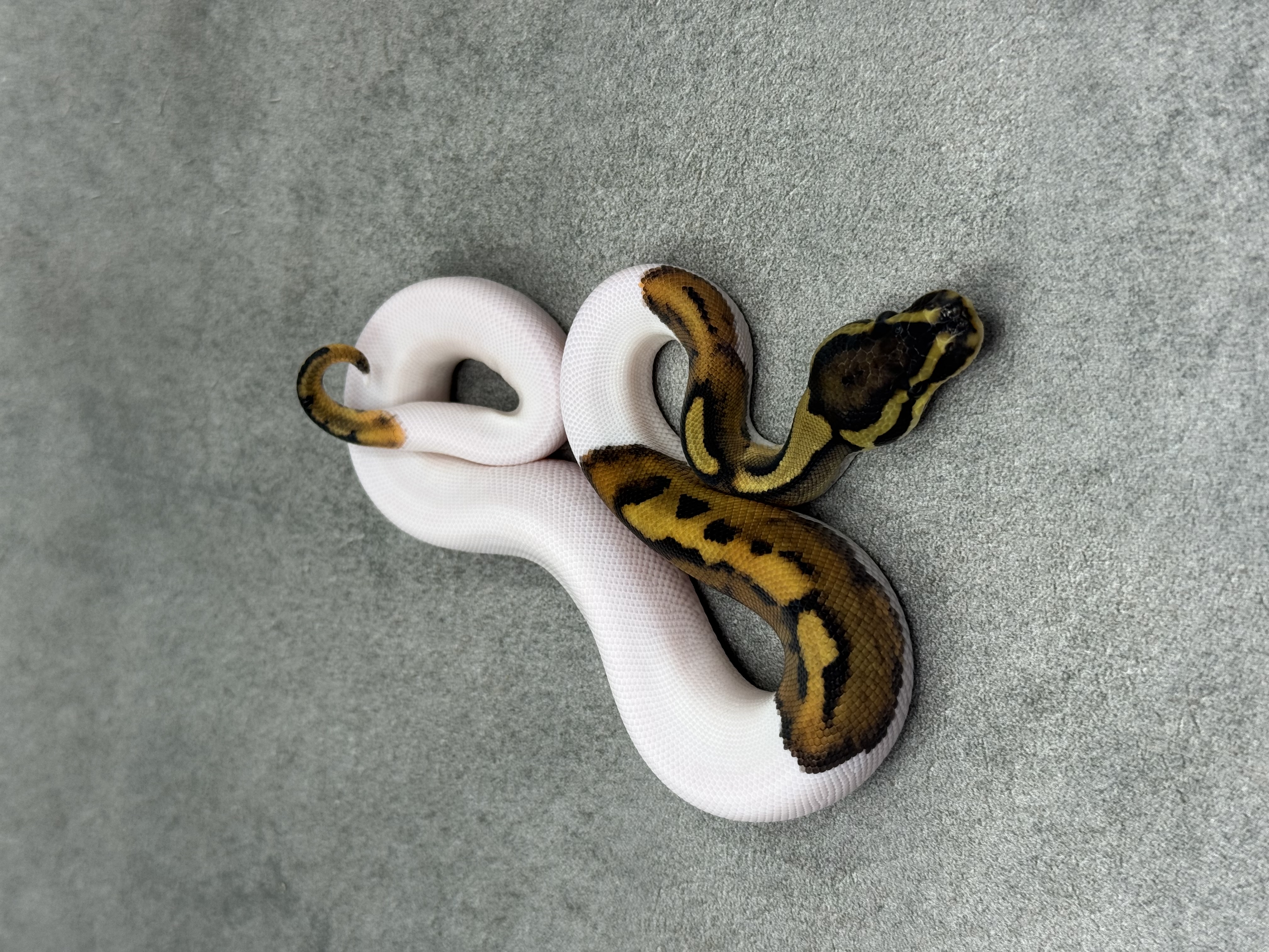 Leopard Piebald 3