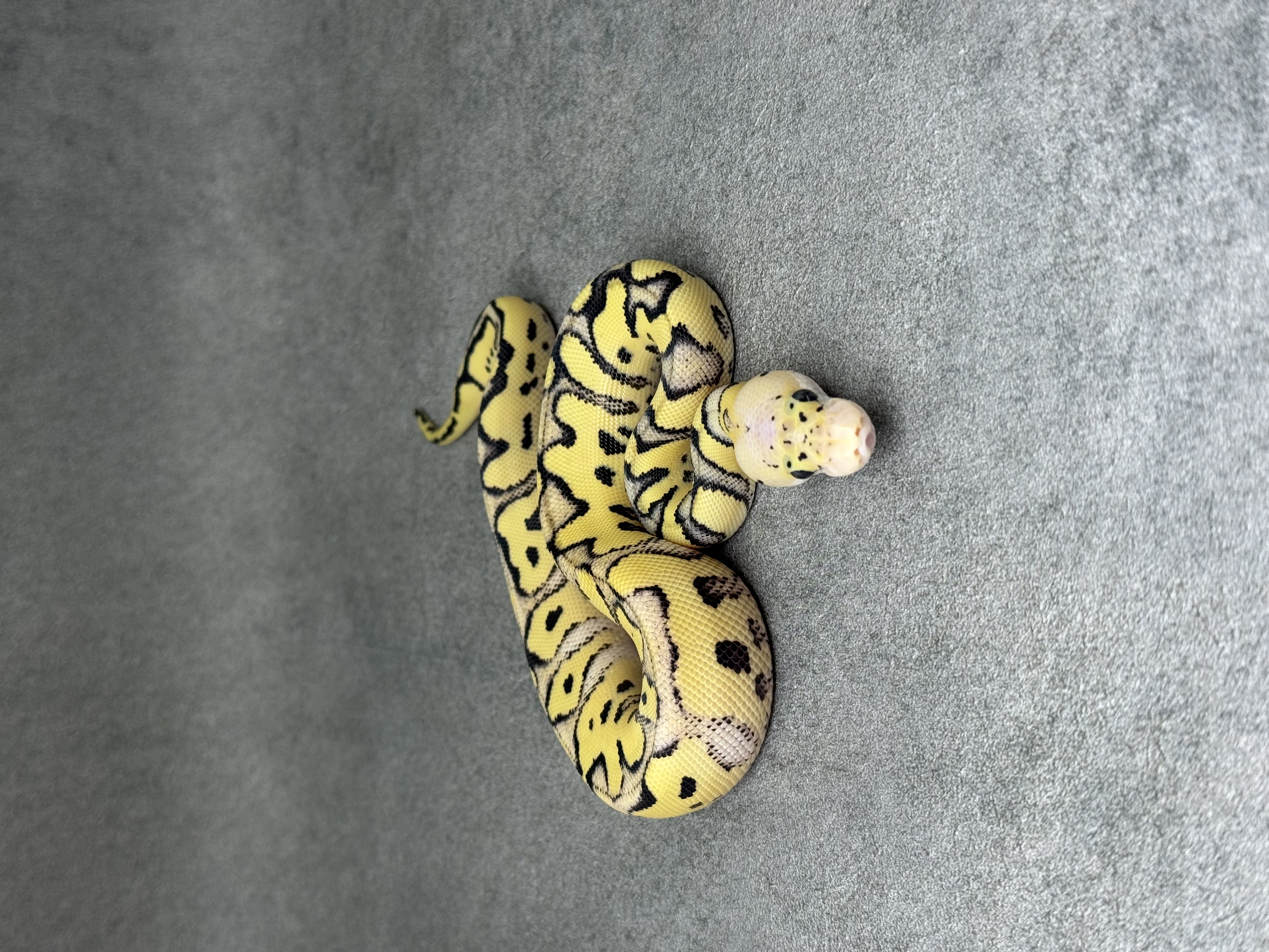 Pastel Desert Ghost Clown 5
