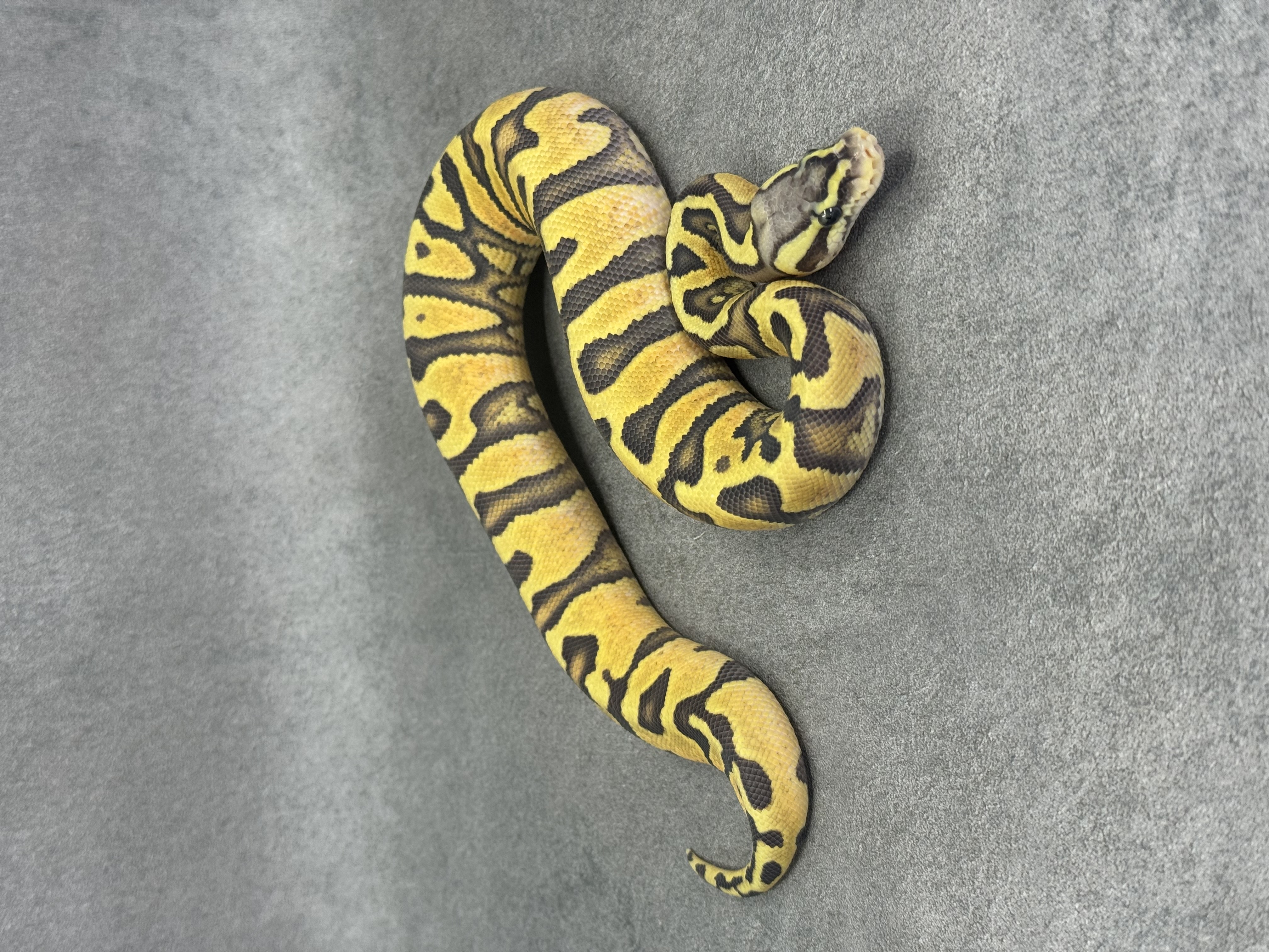 Jaguar Pastel Enchi Hypo 4