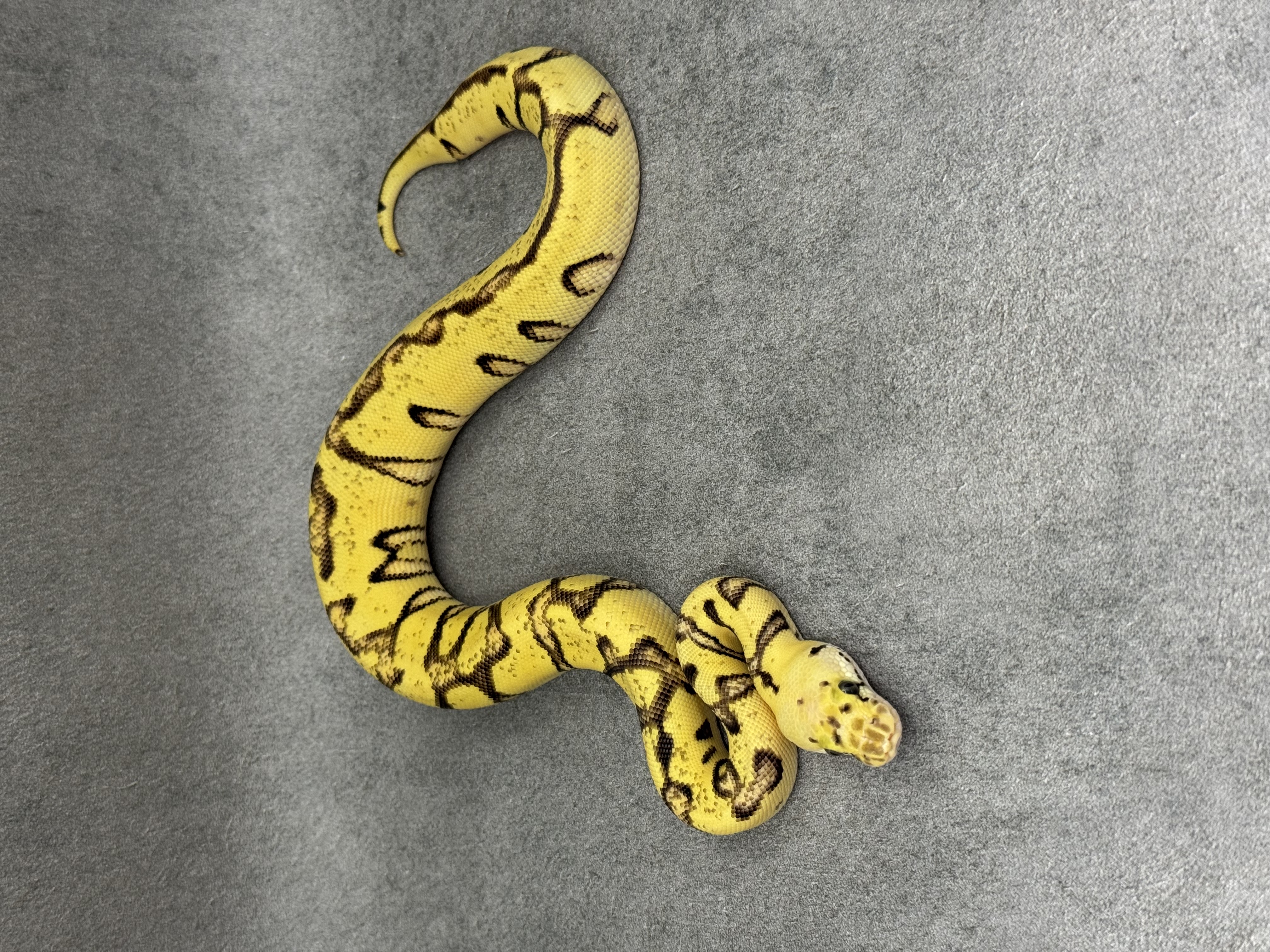 Cypress Pastel Fire Enchi Clown 5
