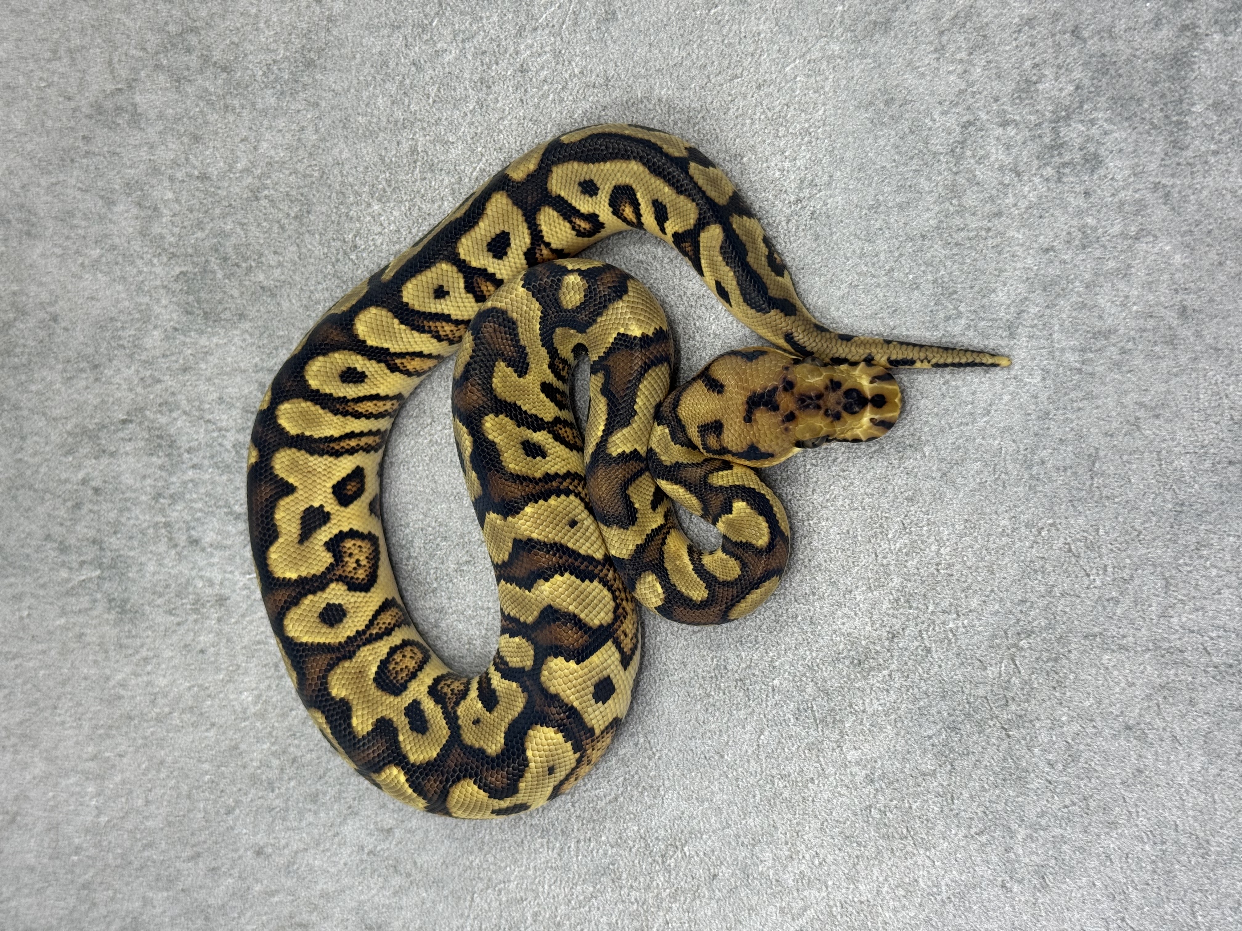 Yellow Belly Spotnose Clown 4