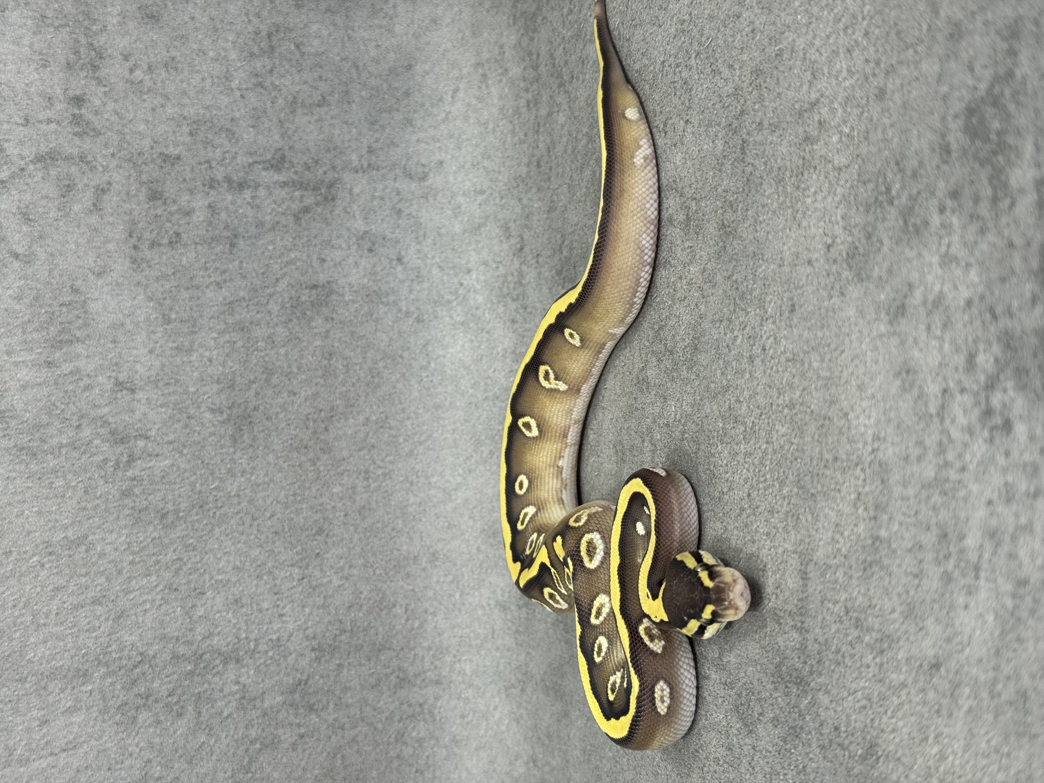 Mojave Het Desert Ghost 3