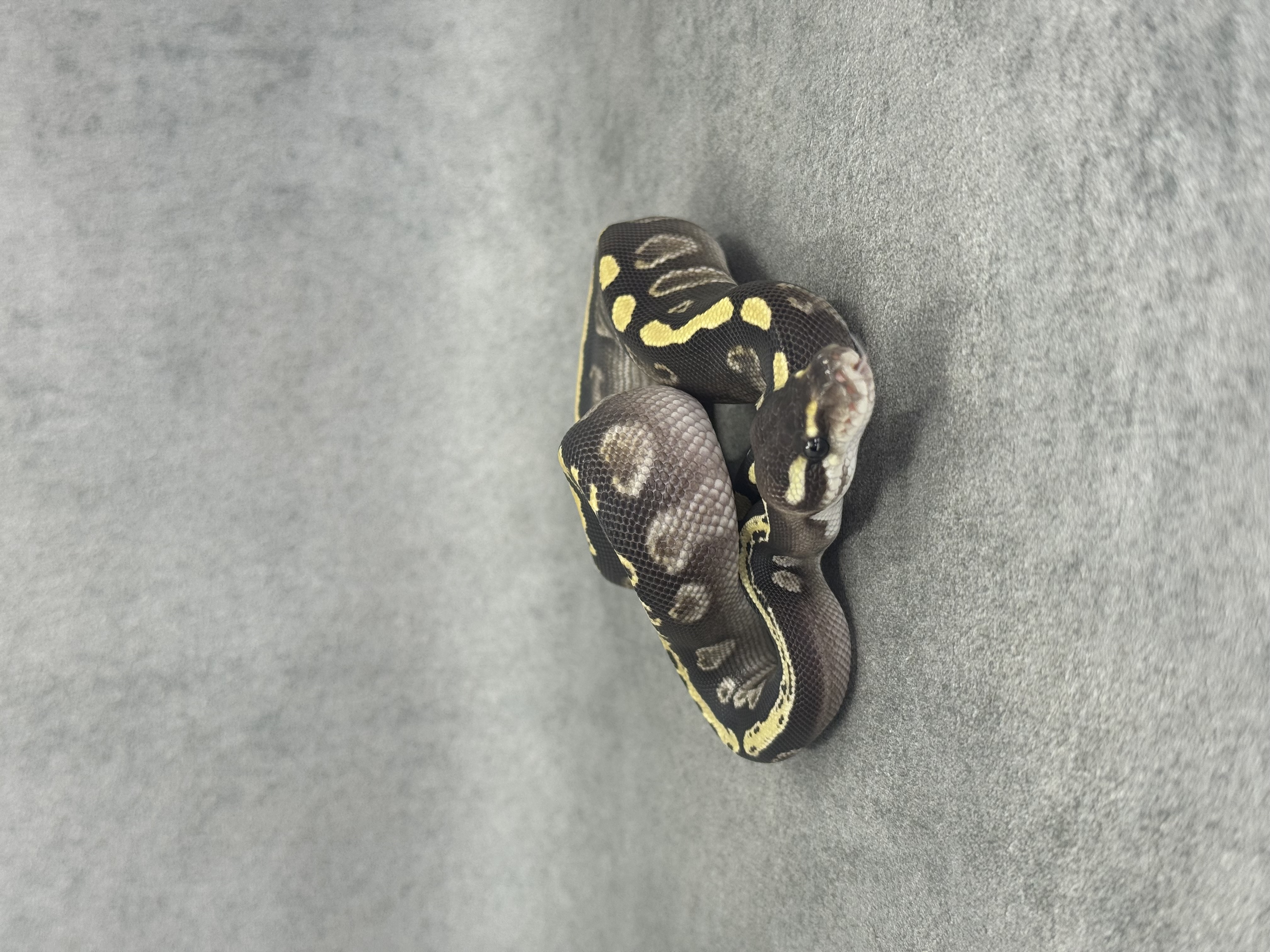 Ghi Mojave Het Desert Ghost 4