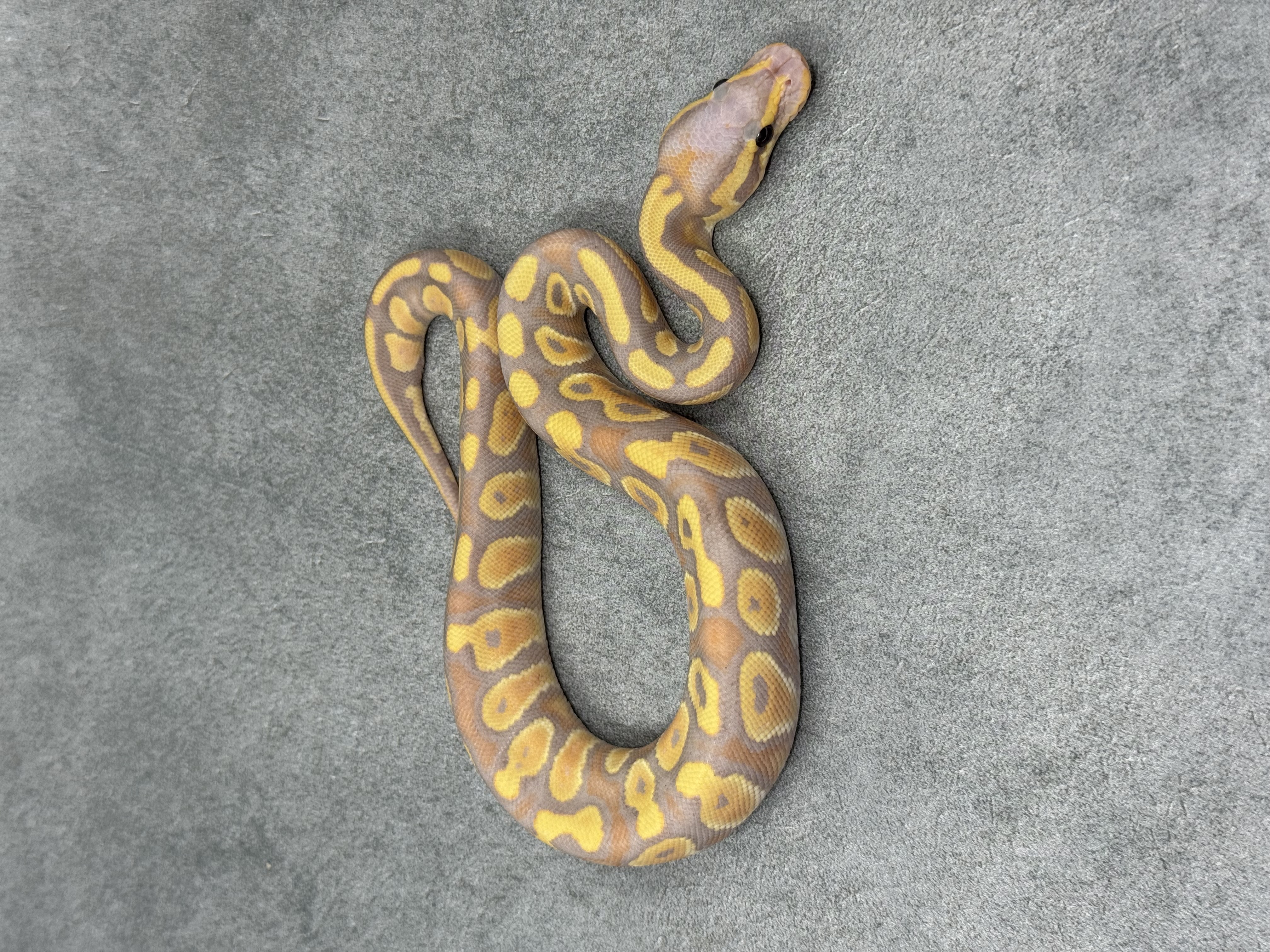 Chocolate Banana Het Clown 4