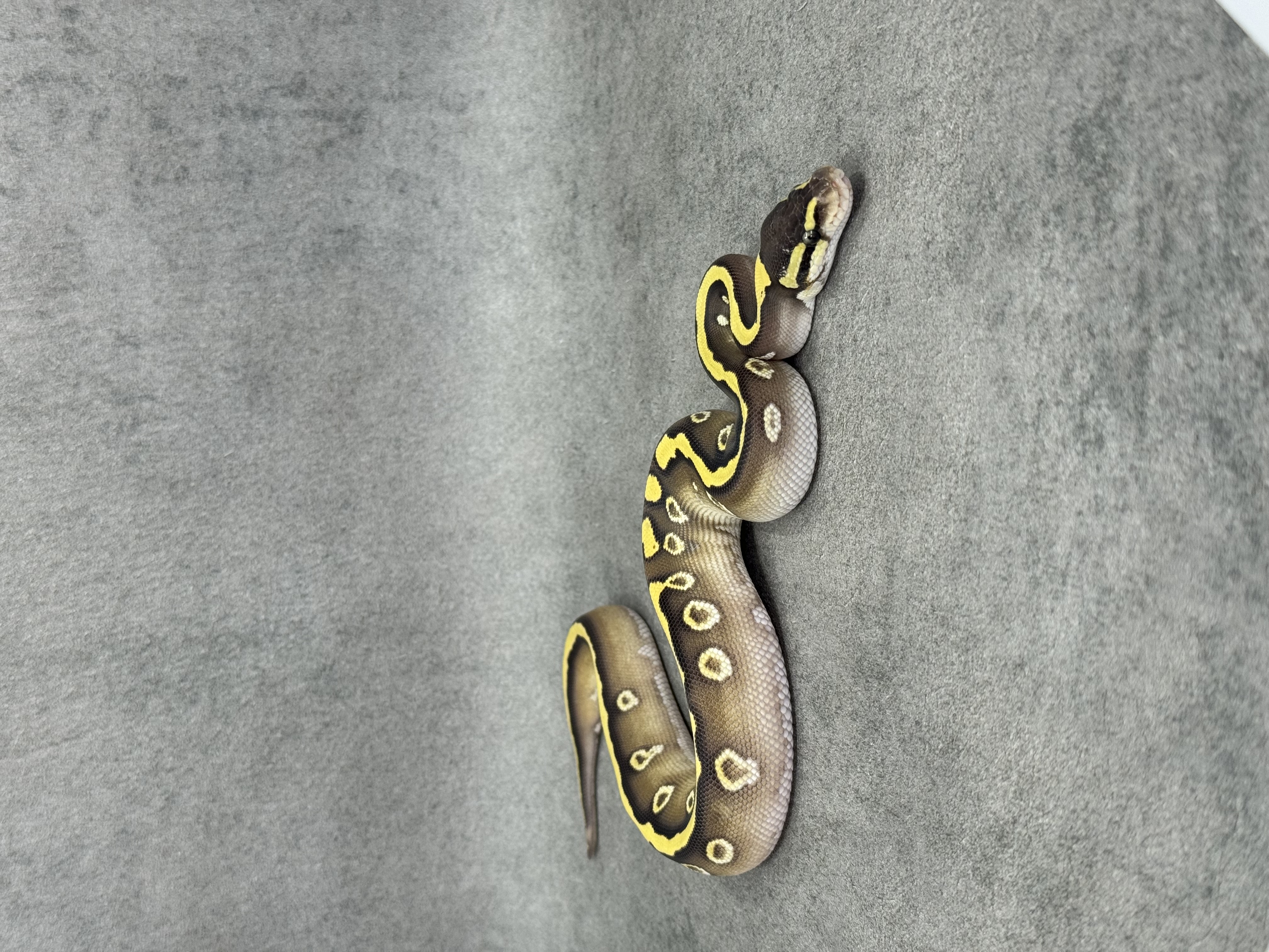 Mojave Het Desert Ghost
