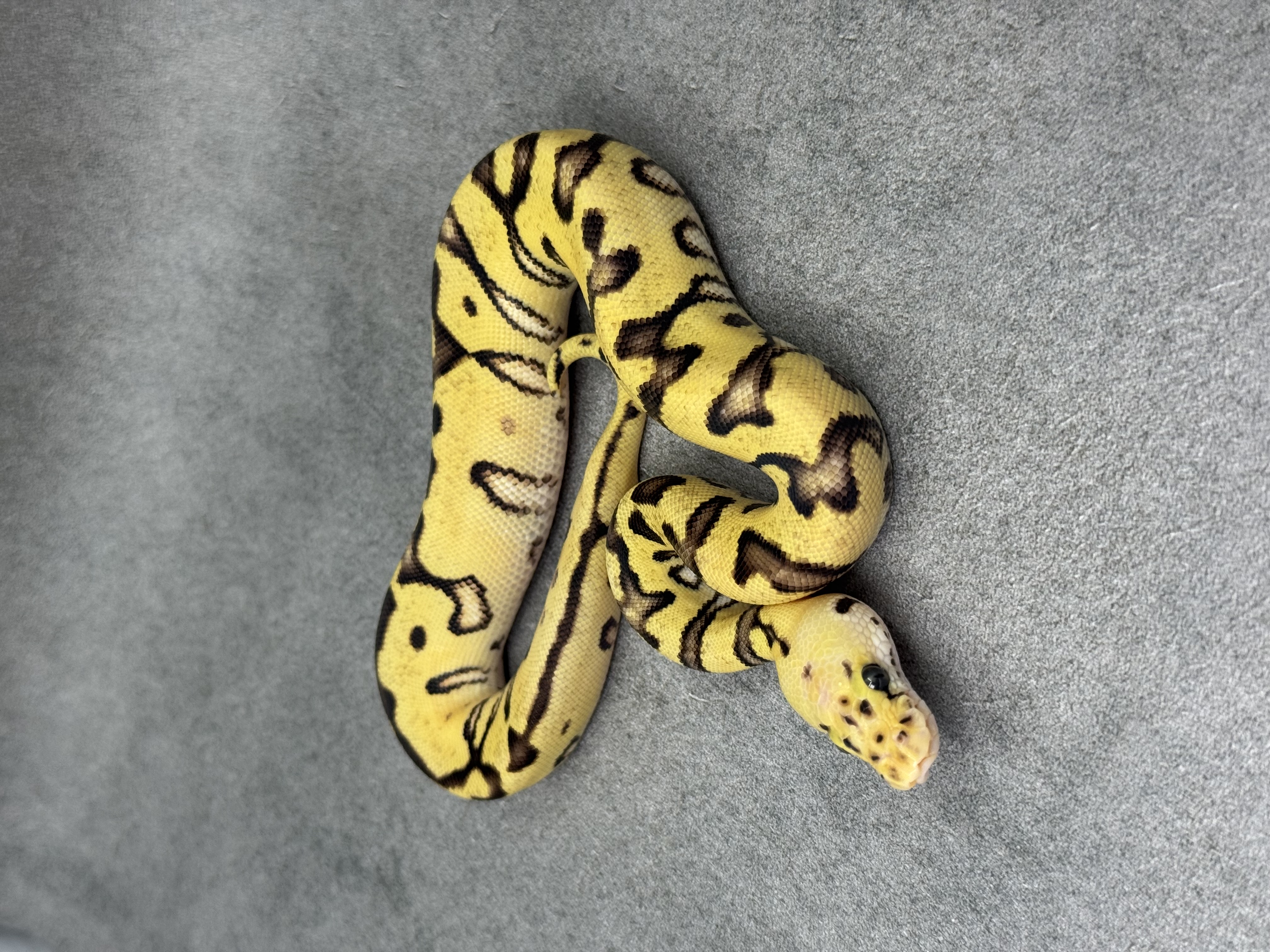 Cypress Enchi Pastel Fire Clown 3