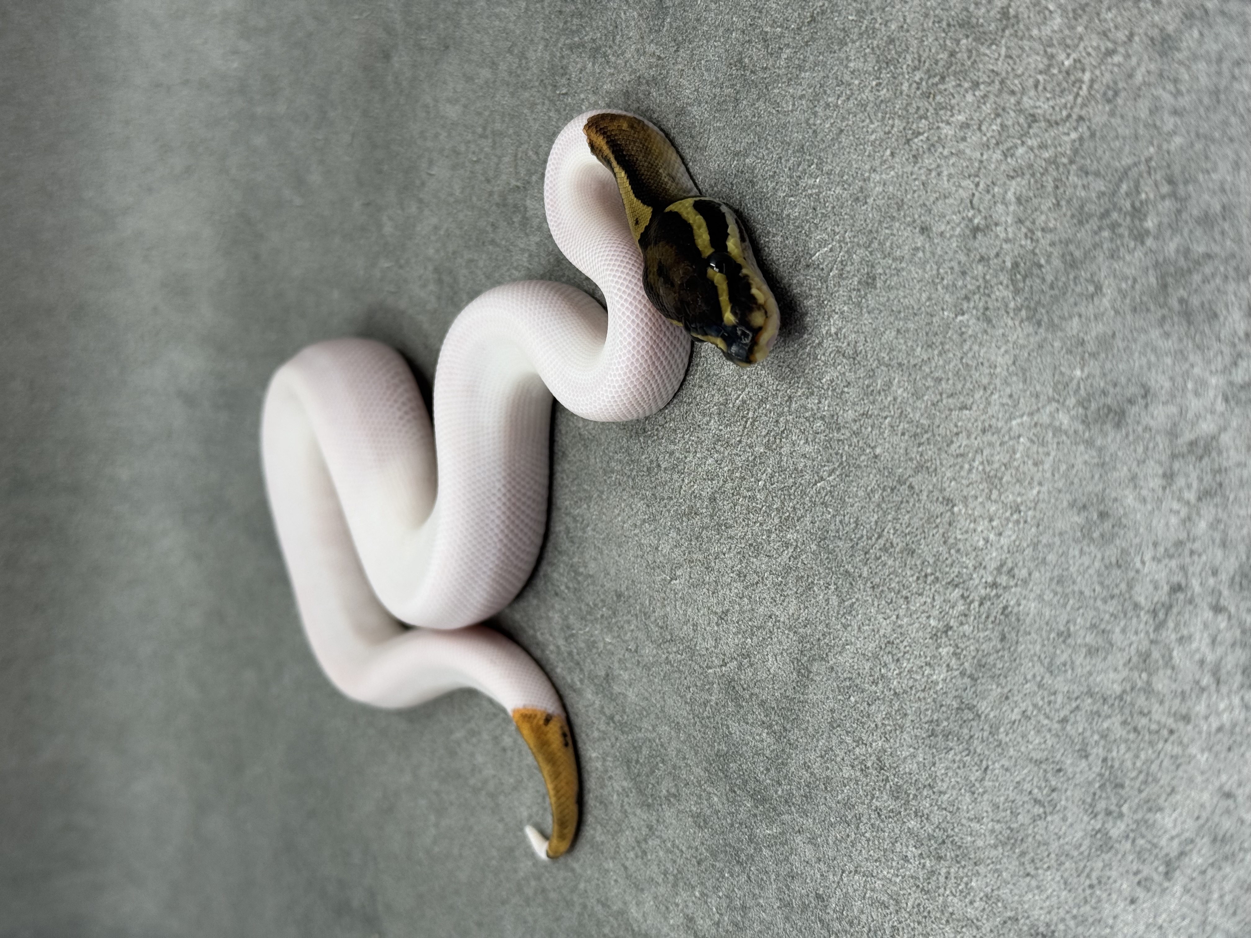Leopard Piebald 3