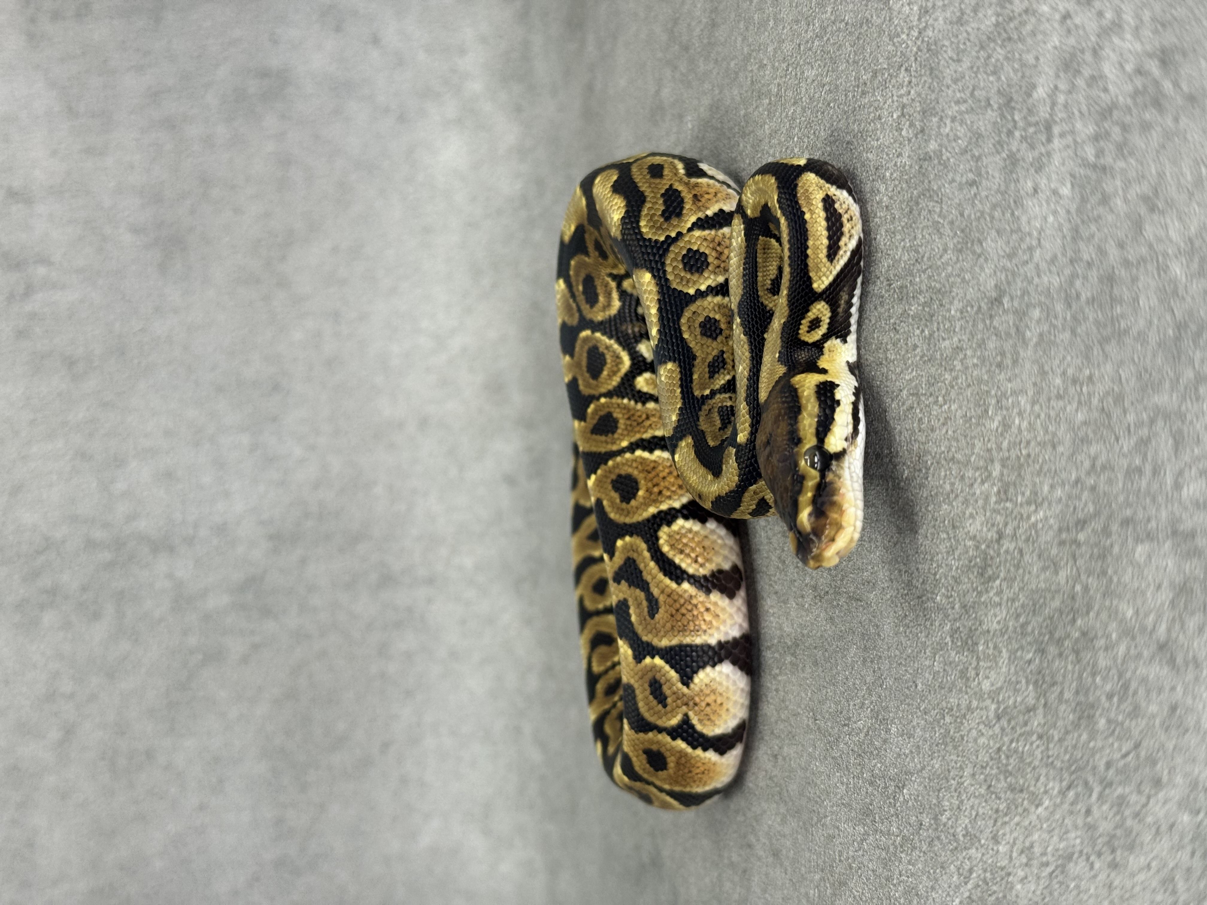 Spotnose Het Clown Het Desert Ghost 2