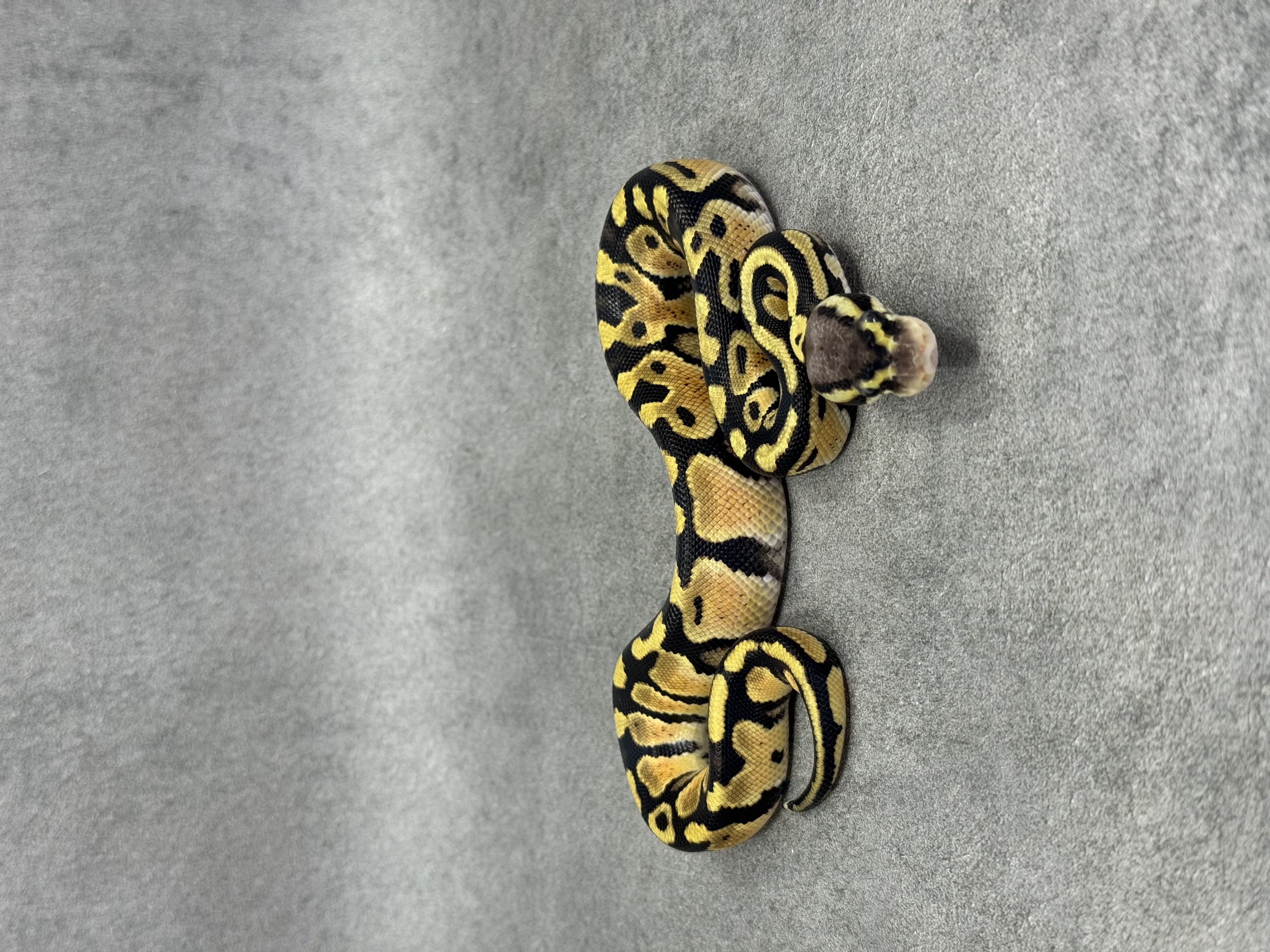 Pastel Het Hypo Het Desert Ghost Het Clown 3