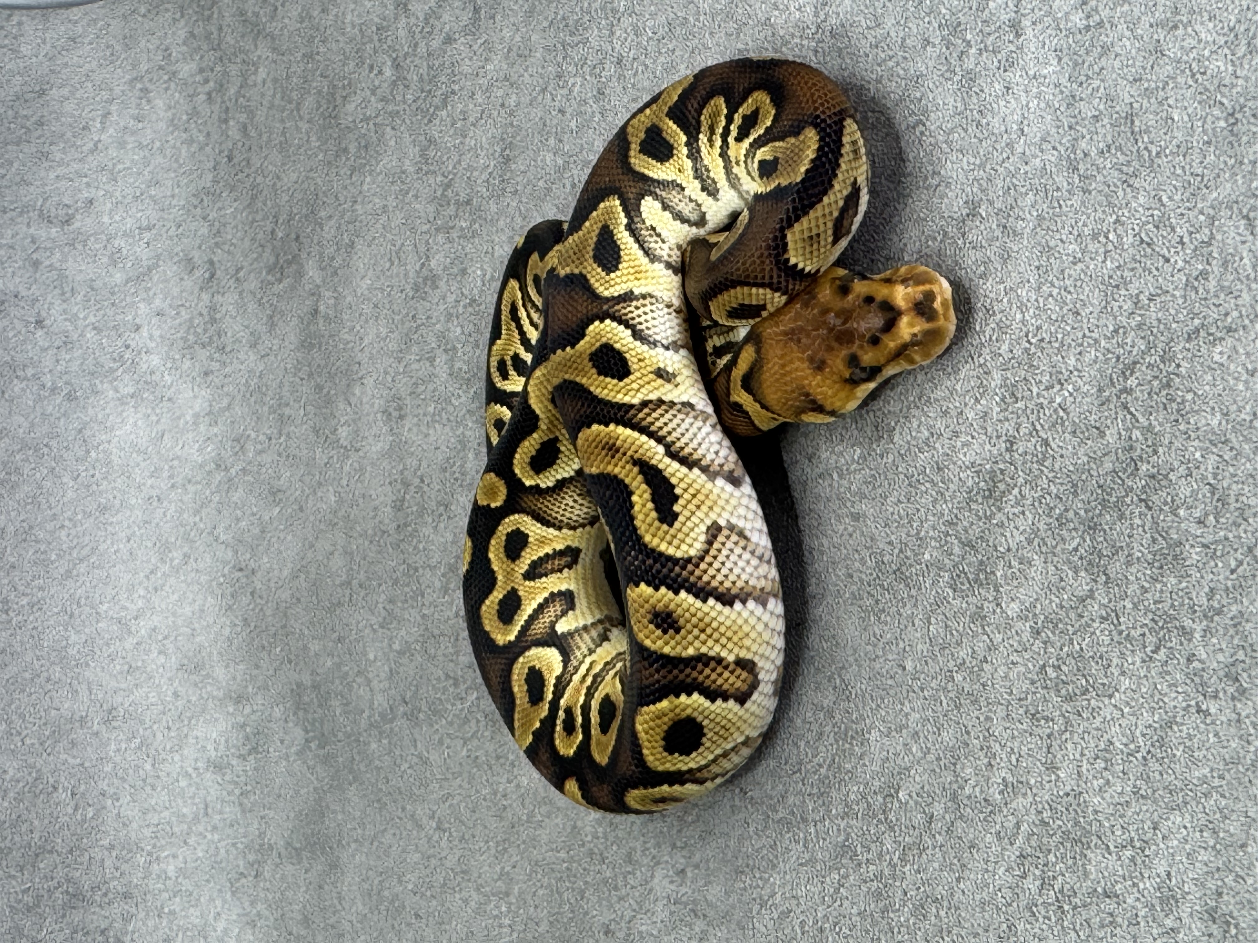 Bongo Cypress Clown Poss Enchi 5
