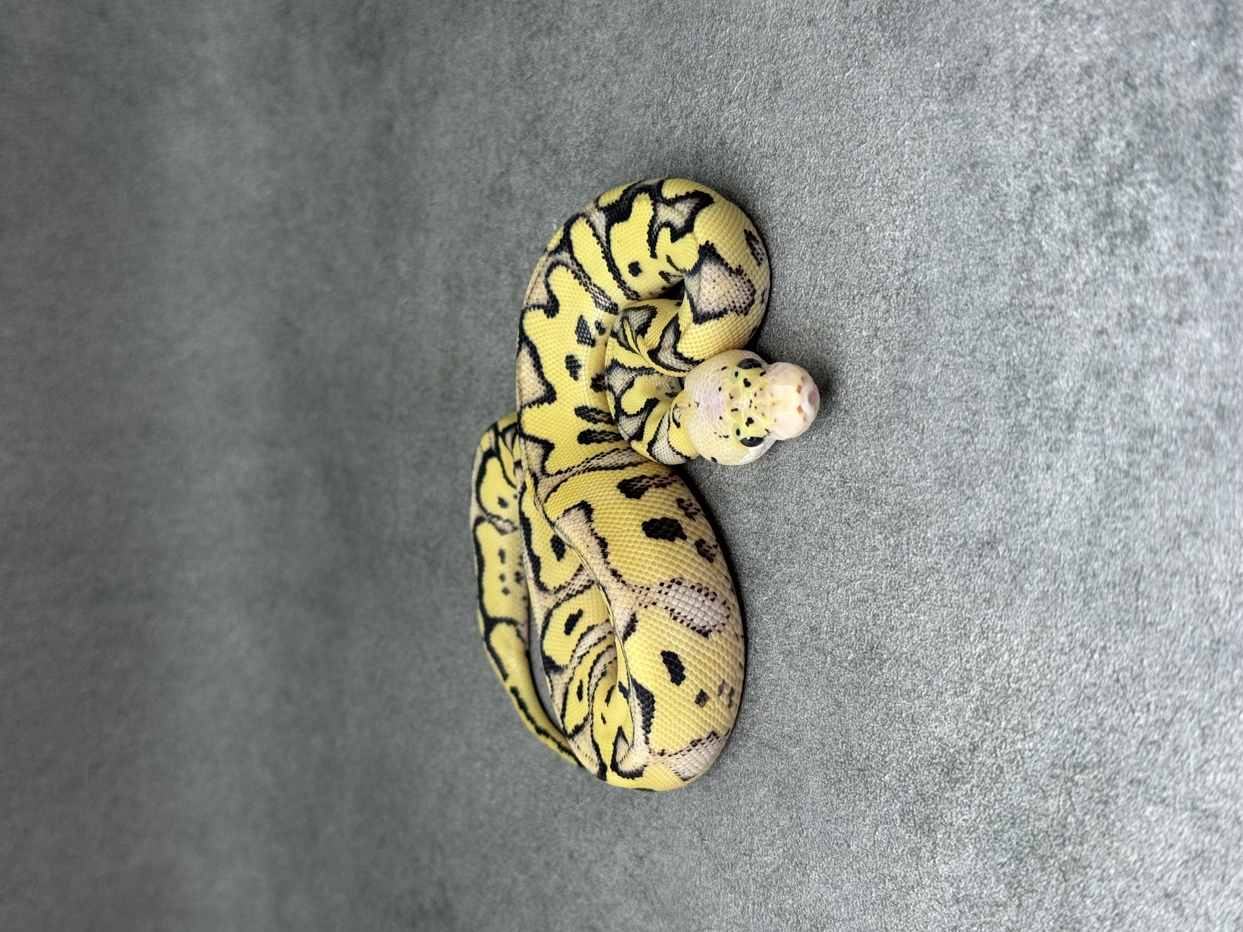 Pastel Desert Ghost Clown 2