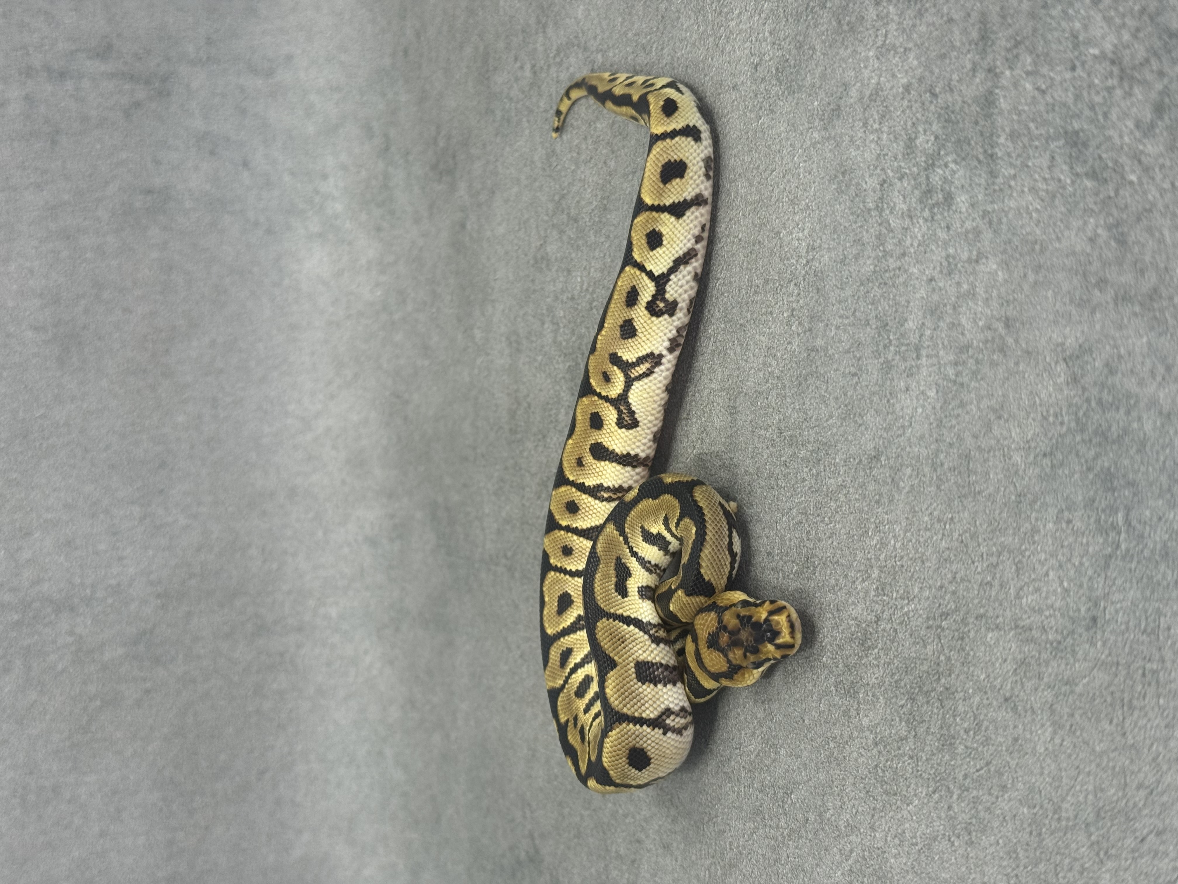 Spotnose Enchi Clown 3