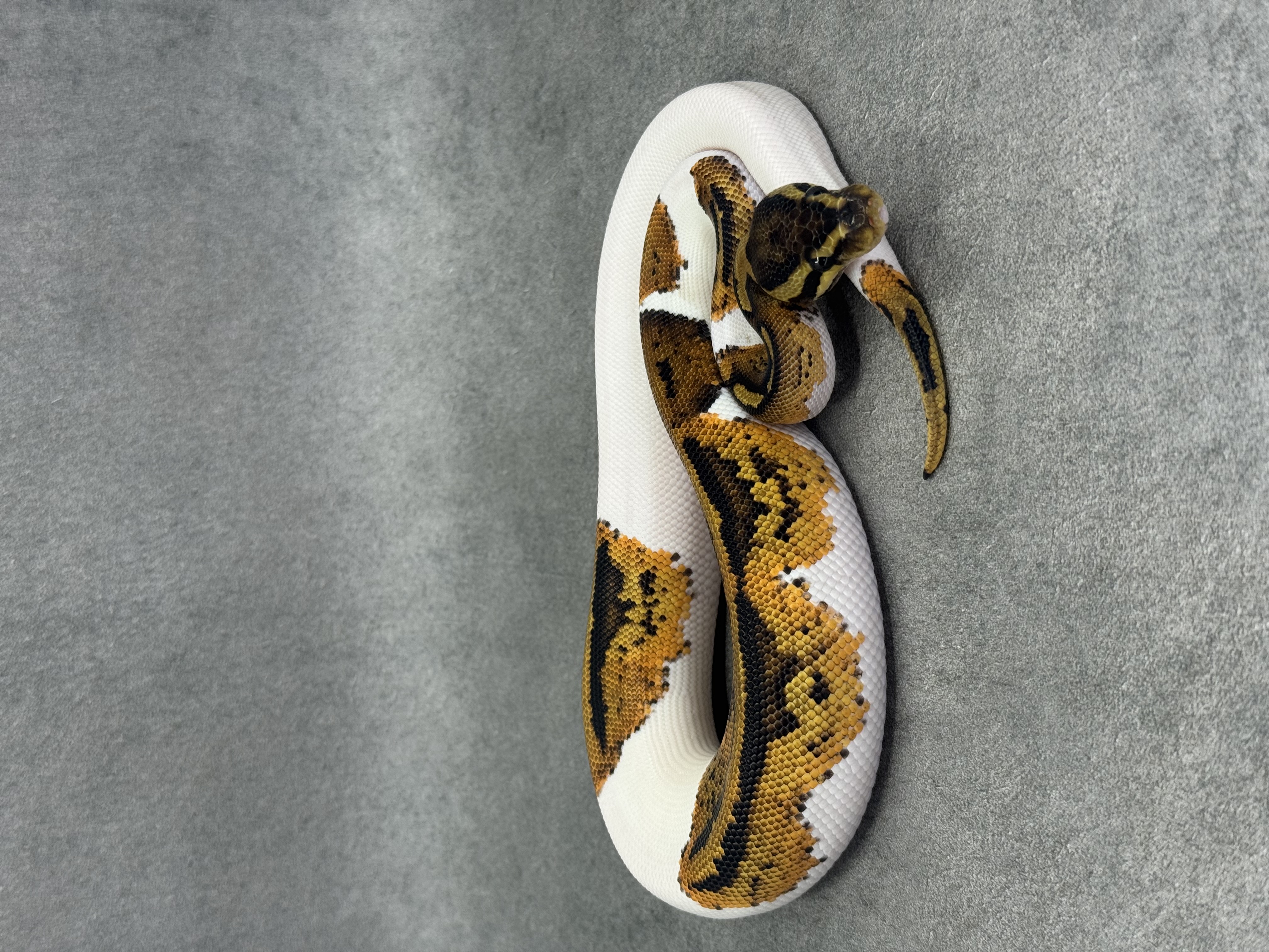 Yellow Belly Piebald Het Desert Ghost 3