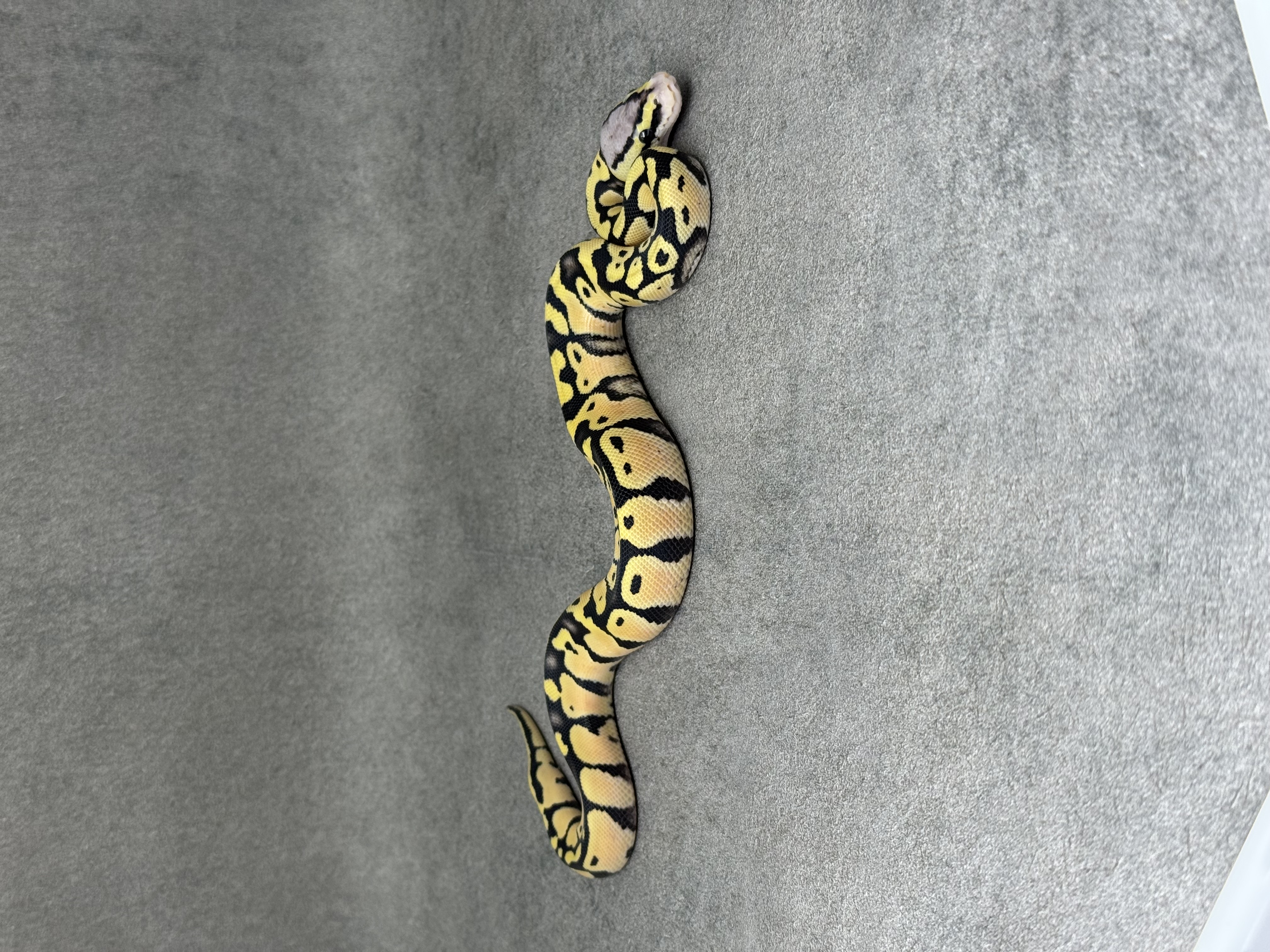 Pastel Desert Ghost Het Clown 3