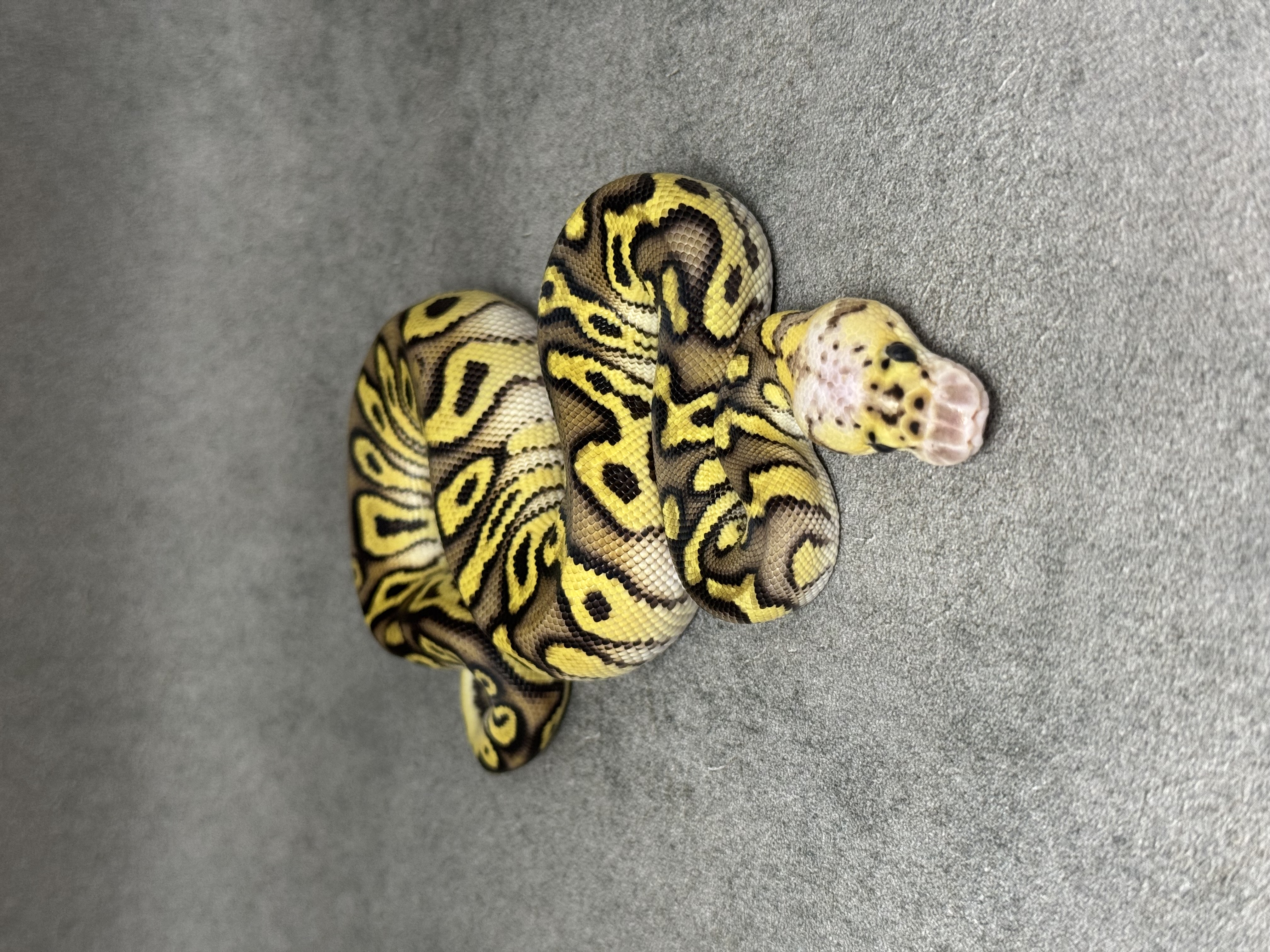 Cypress Pastel Enchi Clown 2