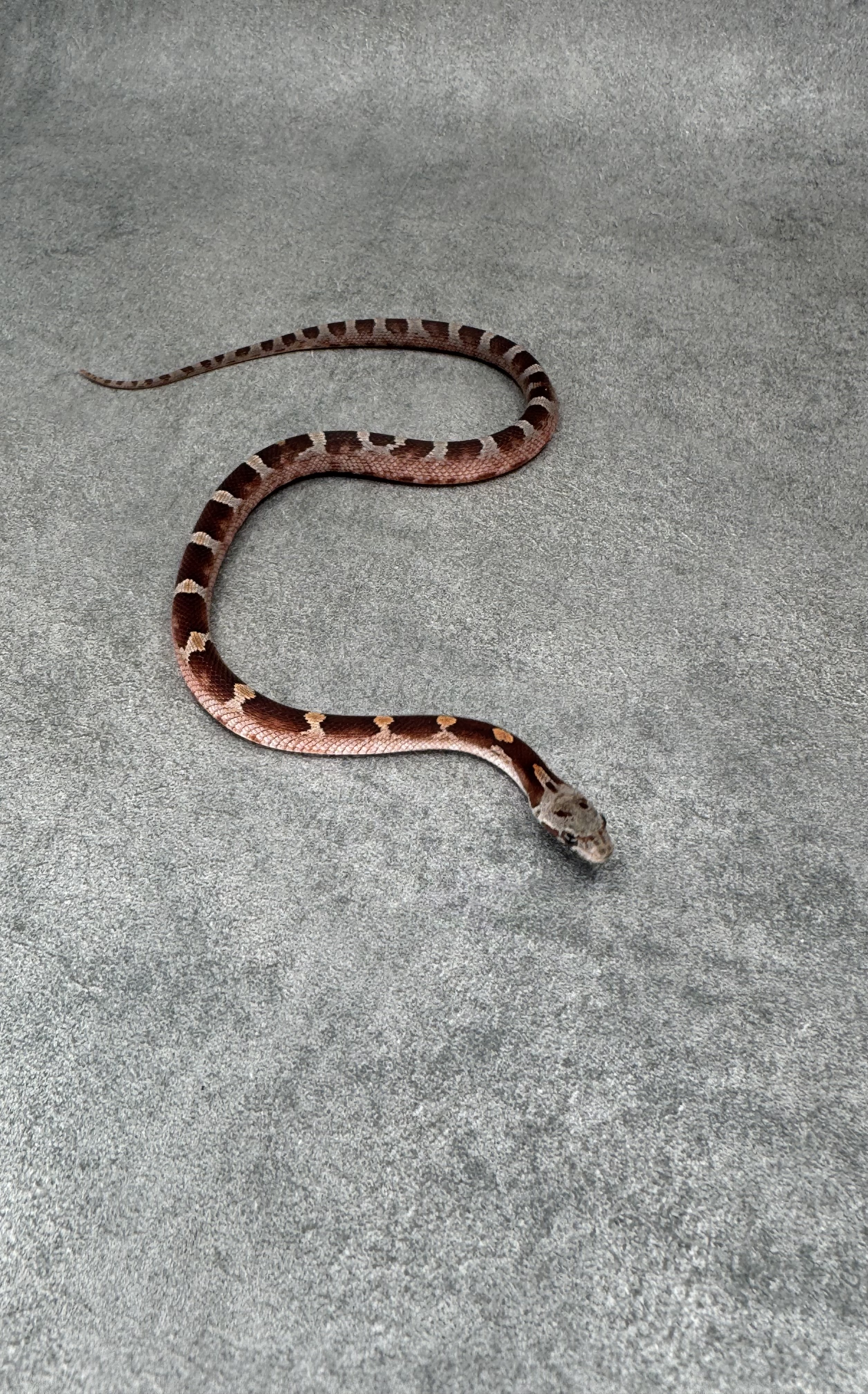 Bloodred Het Anery Hypo 2