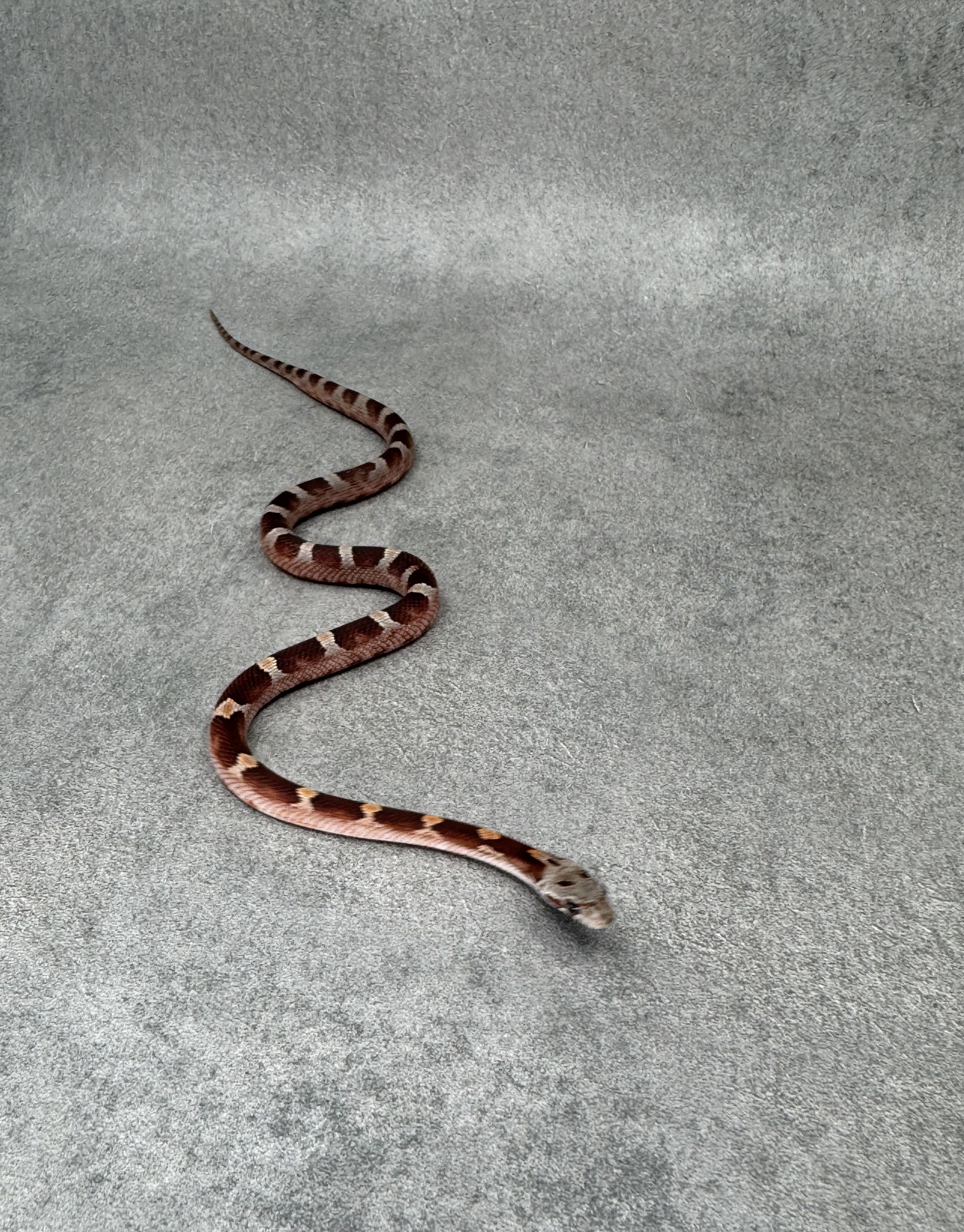 Bloodred Het Anery Hypo 3