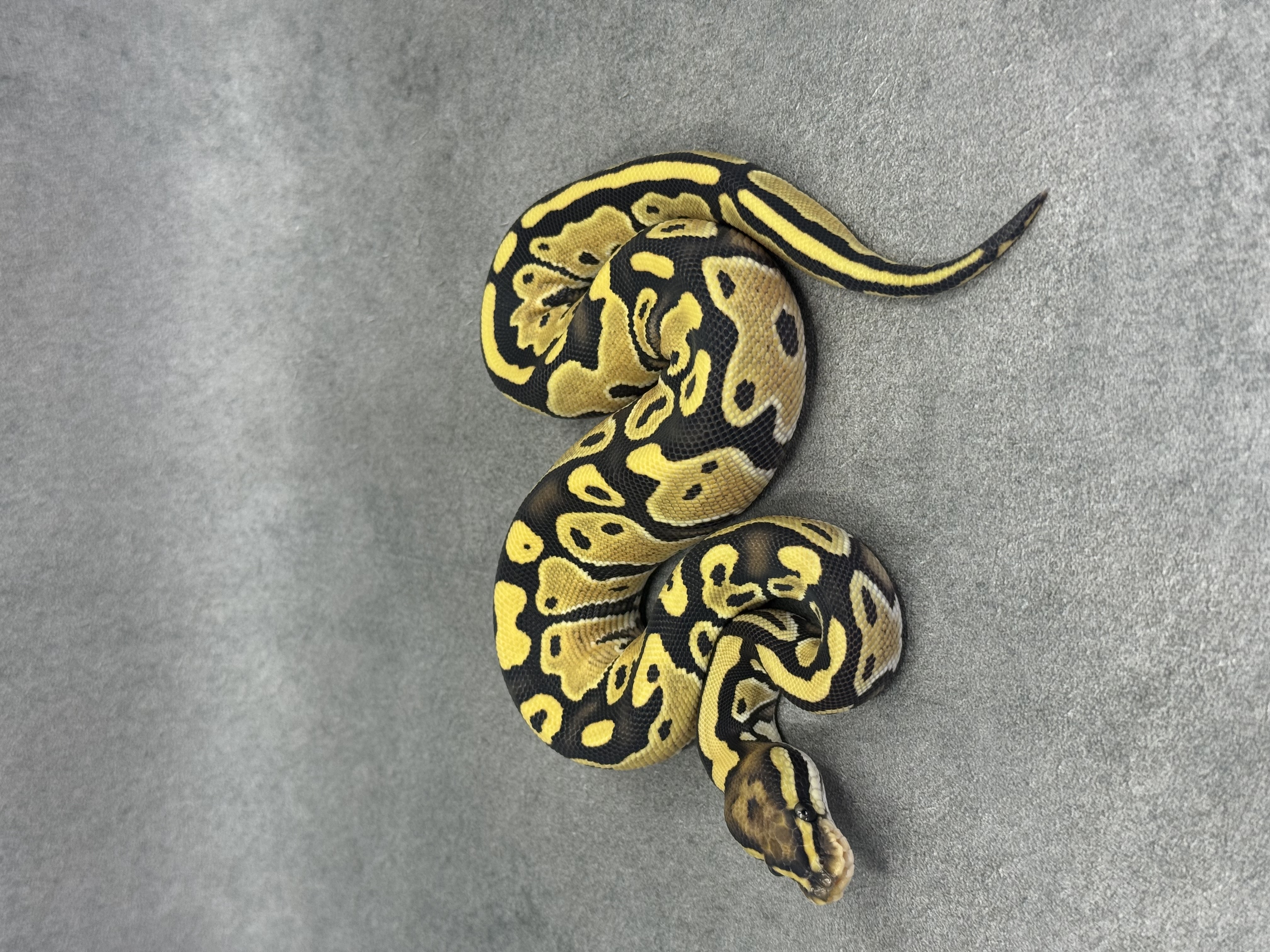 Special Desert Ghost 50% Het Piebald