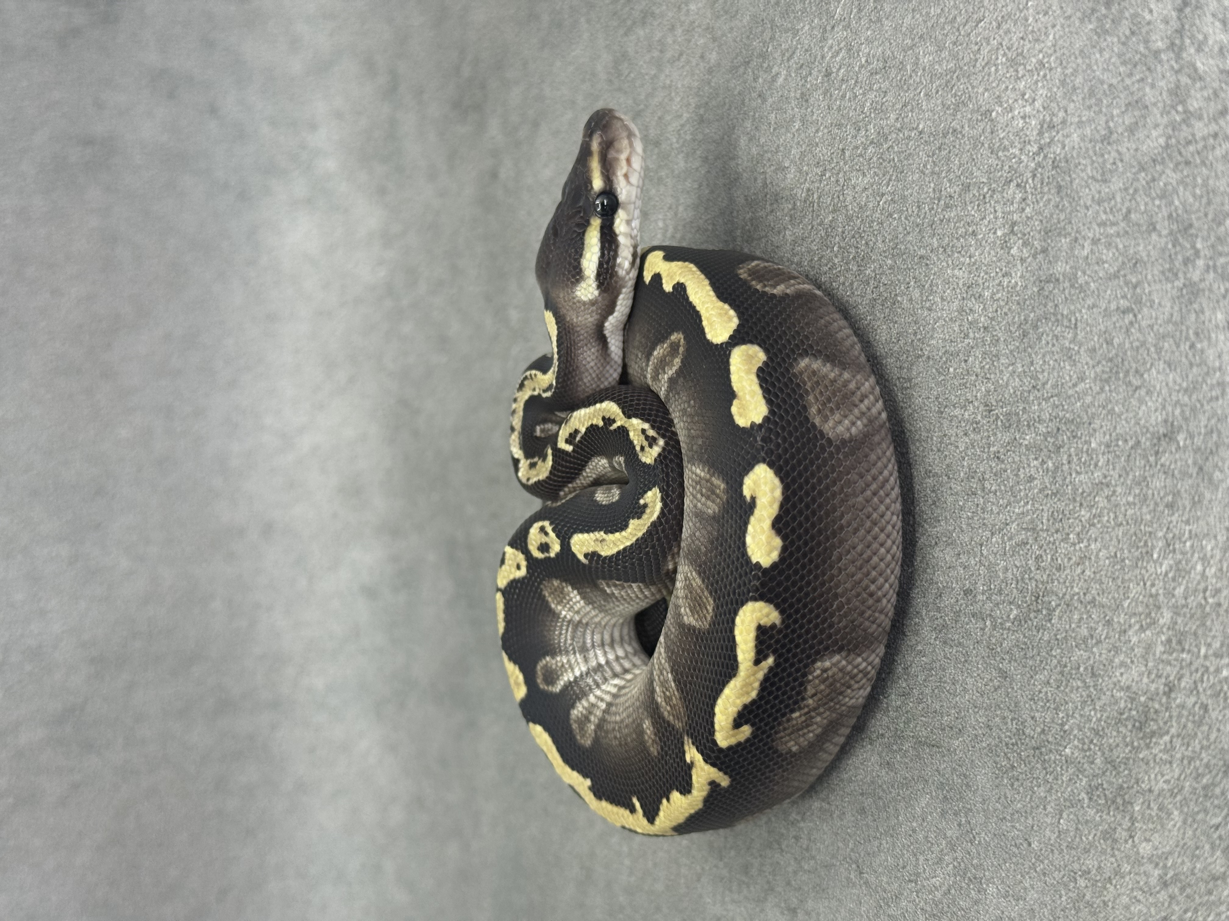 Ghi Mojave Het Desert Ghost 2