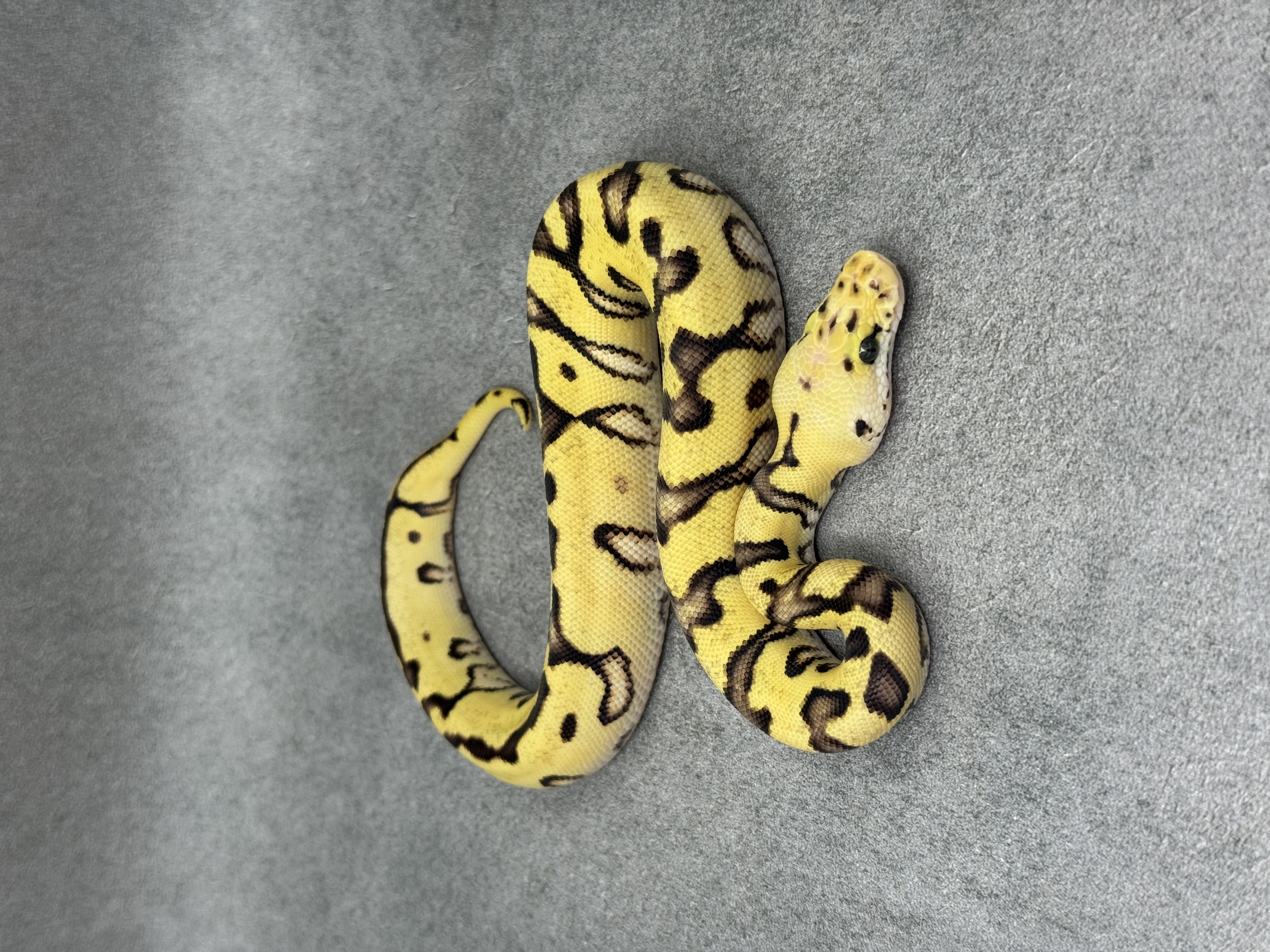 Cypress Enchi Pastel Fire Clown 5