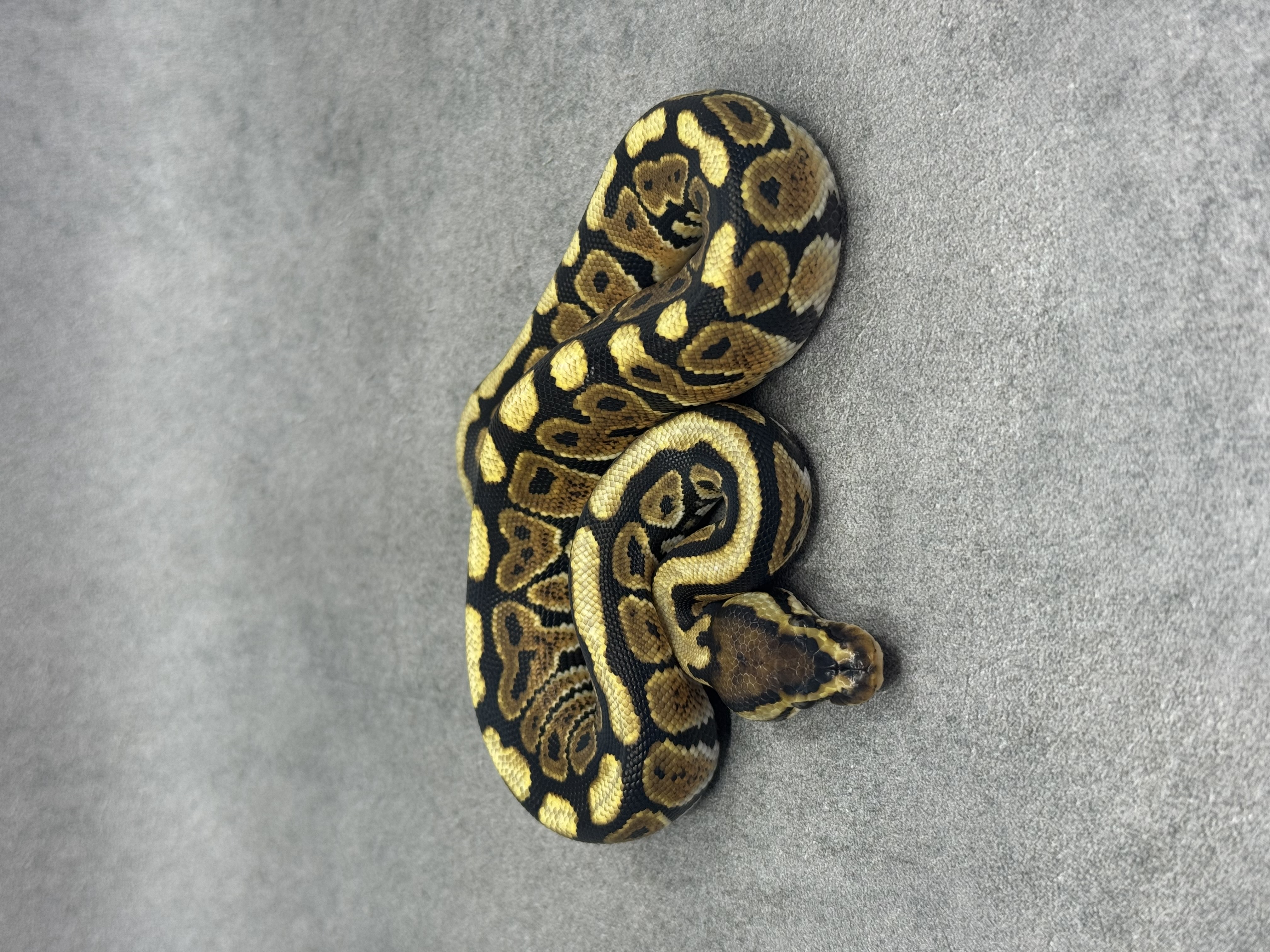 Spotnose Het Clown Het Desert Ghost 3